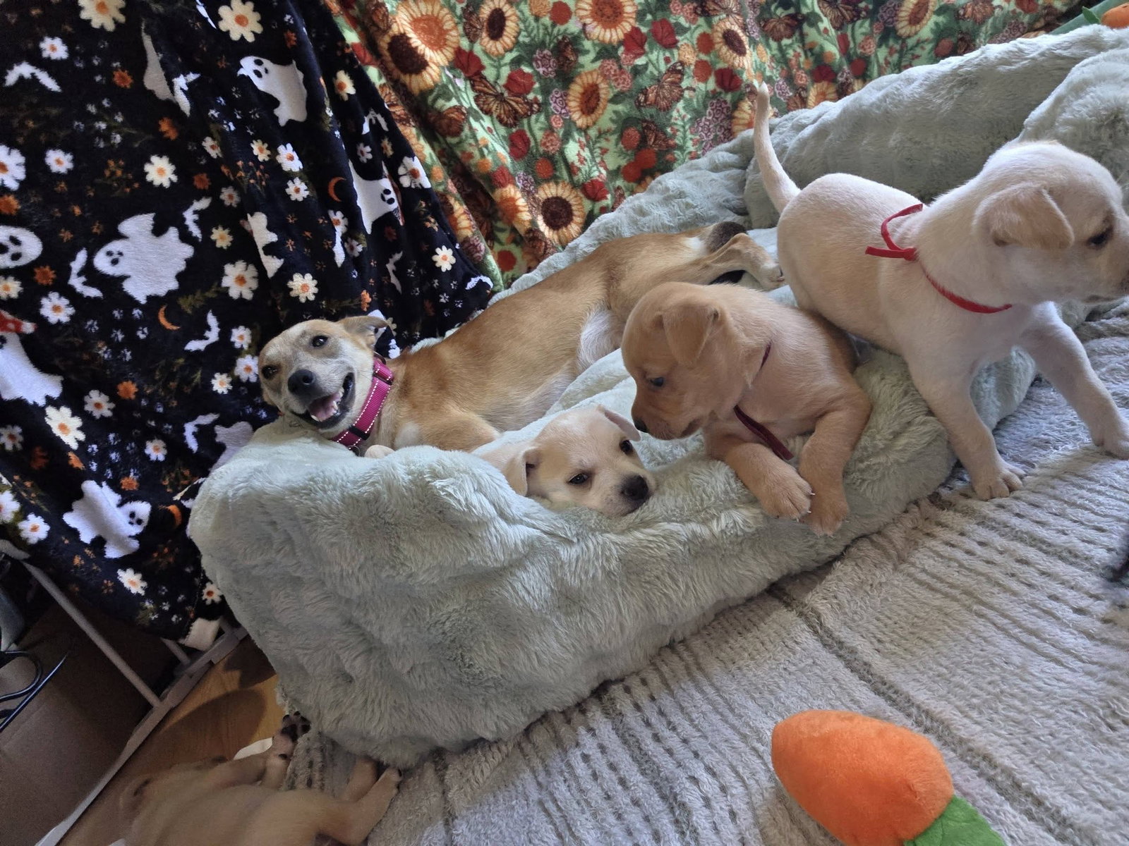 Amber - Willow Mae Litter, photo 3