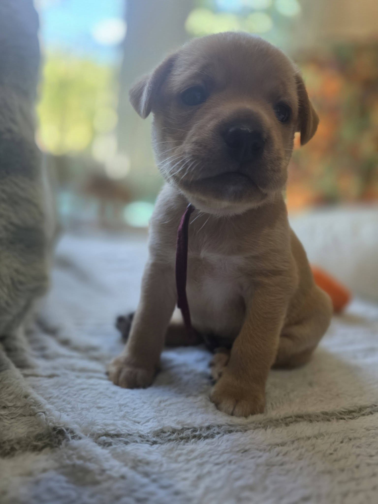 Amber - Willow Mae Litter, photo 4