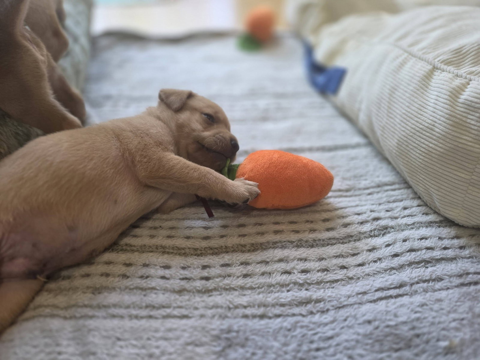 Amber - Willow Mae Litter, photo 5