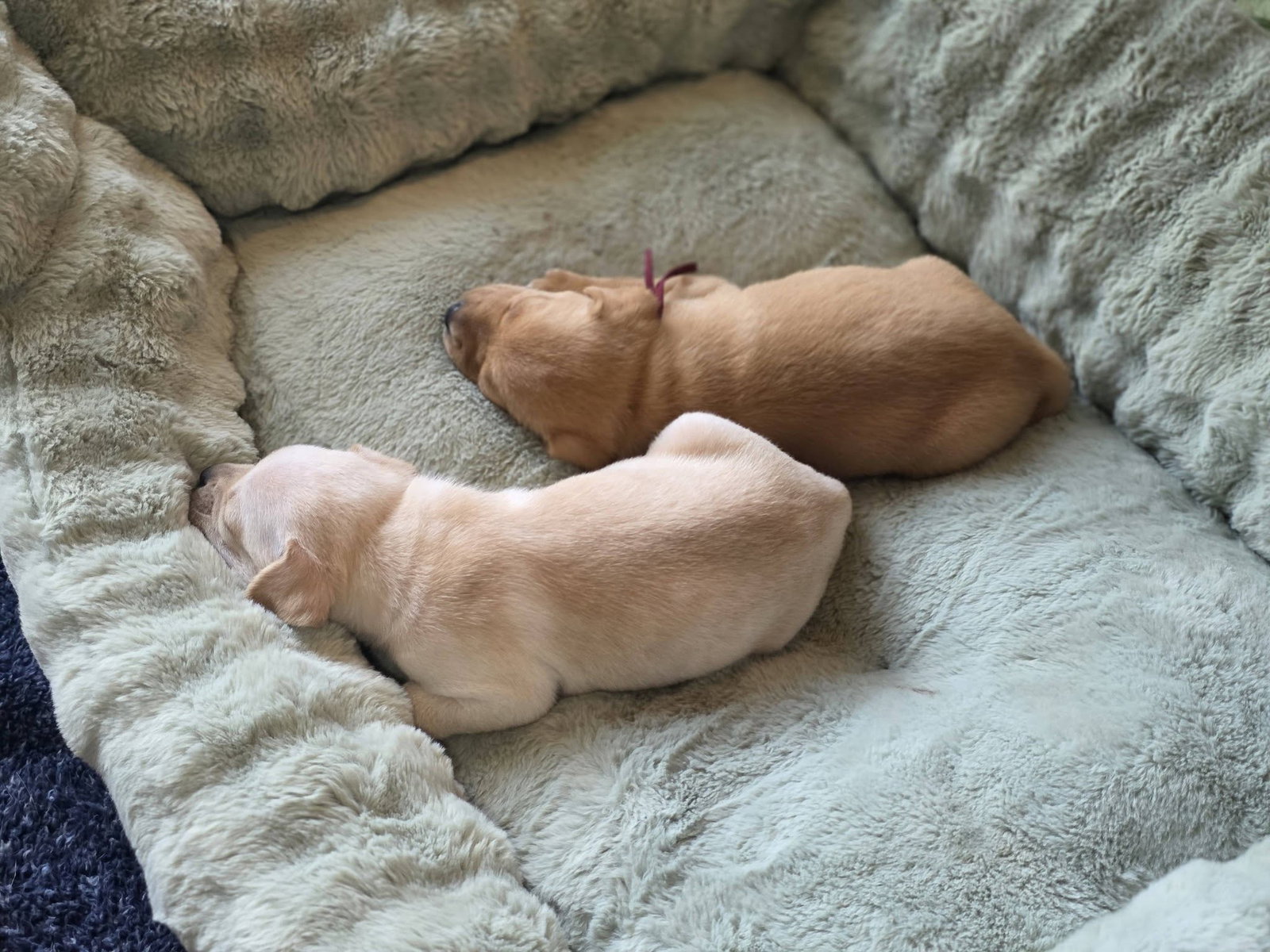 Amber - Willow Mae Litter, photo 6
