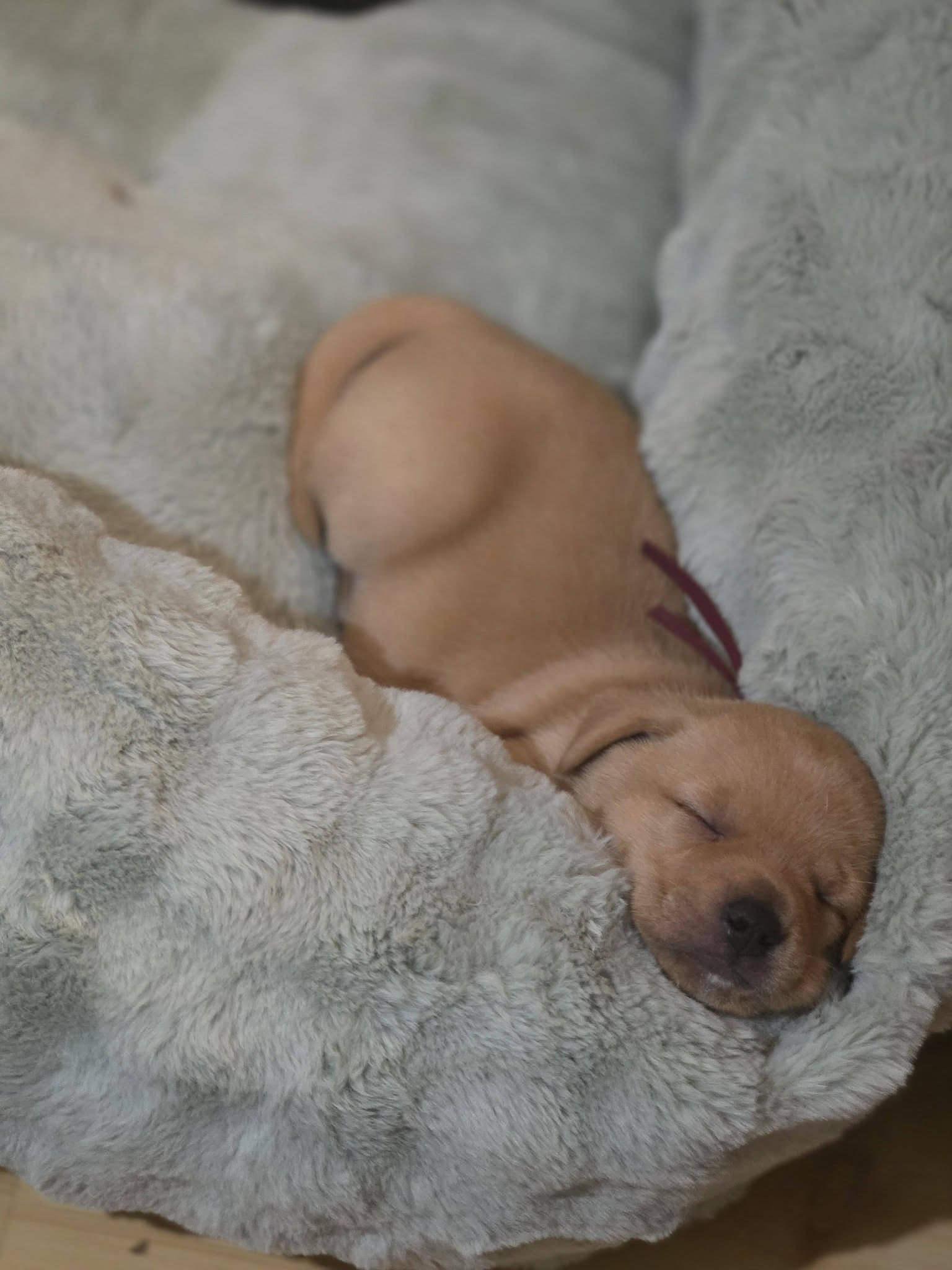 Amber - Willow Mae Litter, photo 7