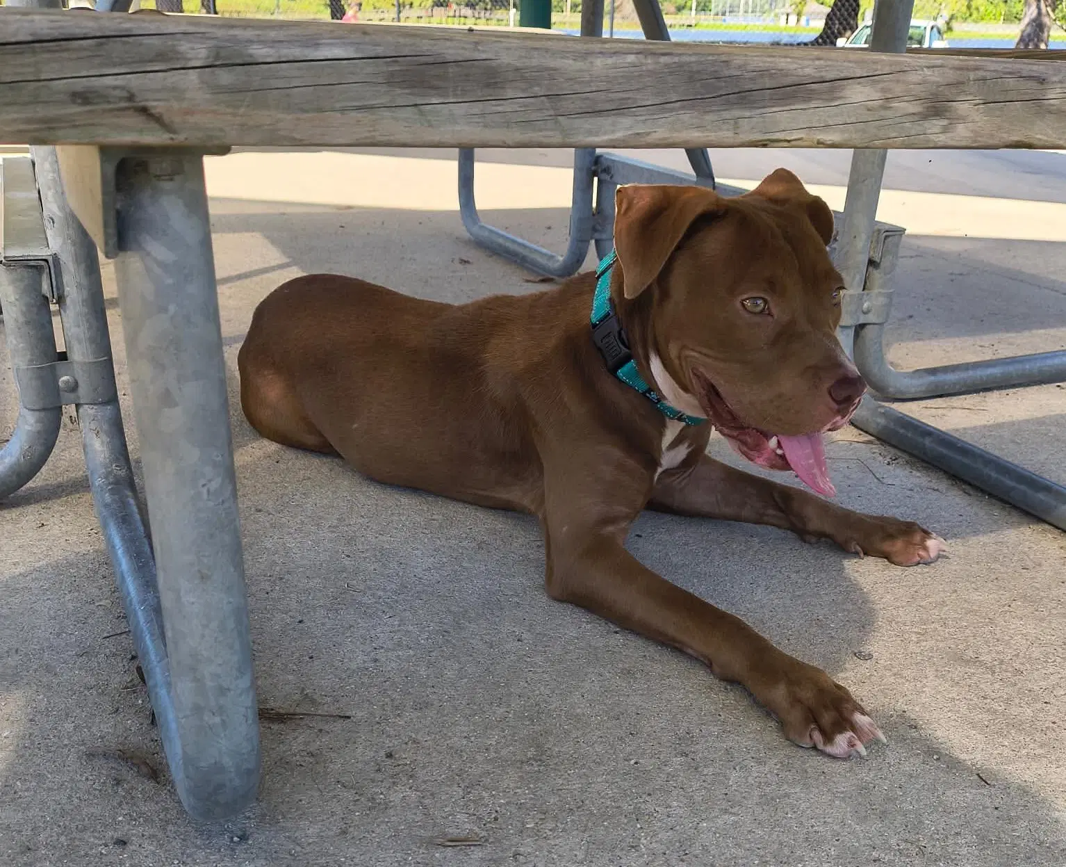 Honey - American Staffordshire Terrier