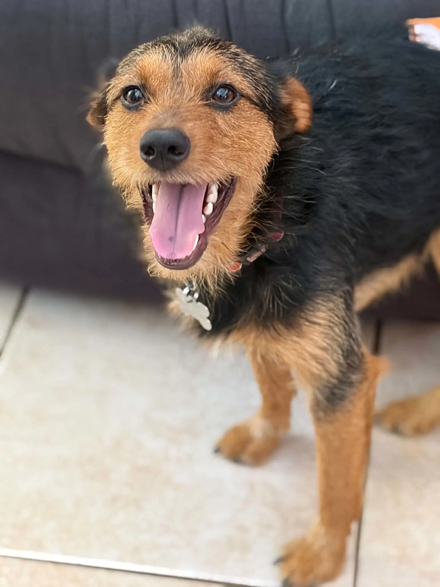 Teddy Scruff - Terrier