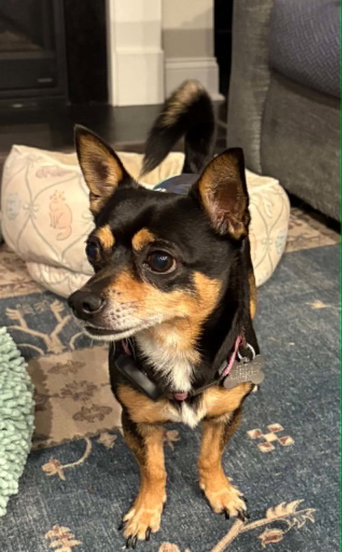 Photo of Blaze