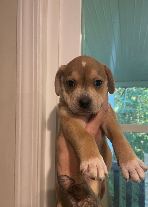 Photo of Pumpkin