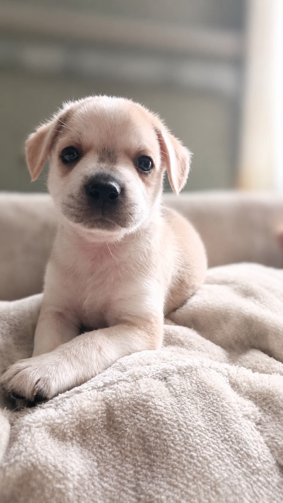 Cinnamon