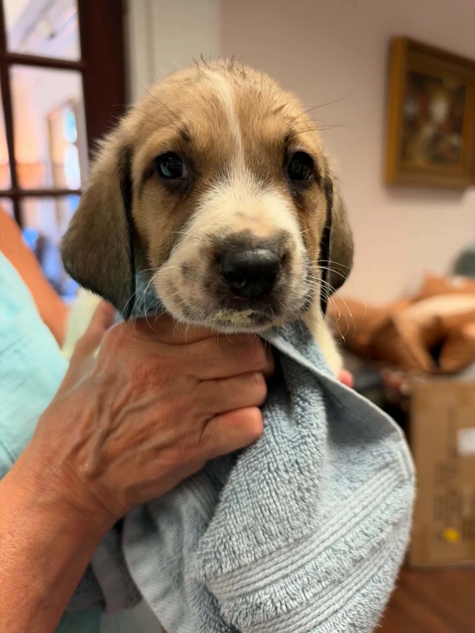 Merlin - Halloween Litter - Anatolian Shepherd