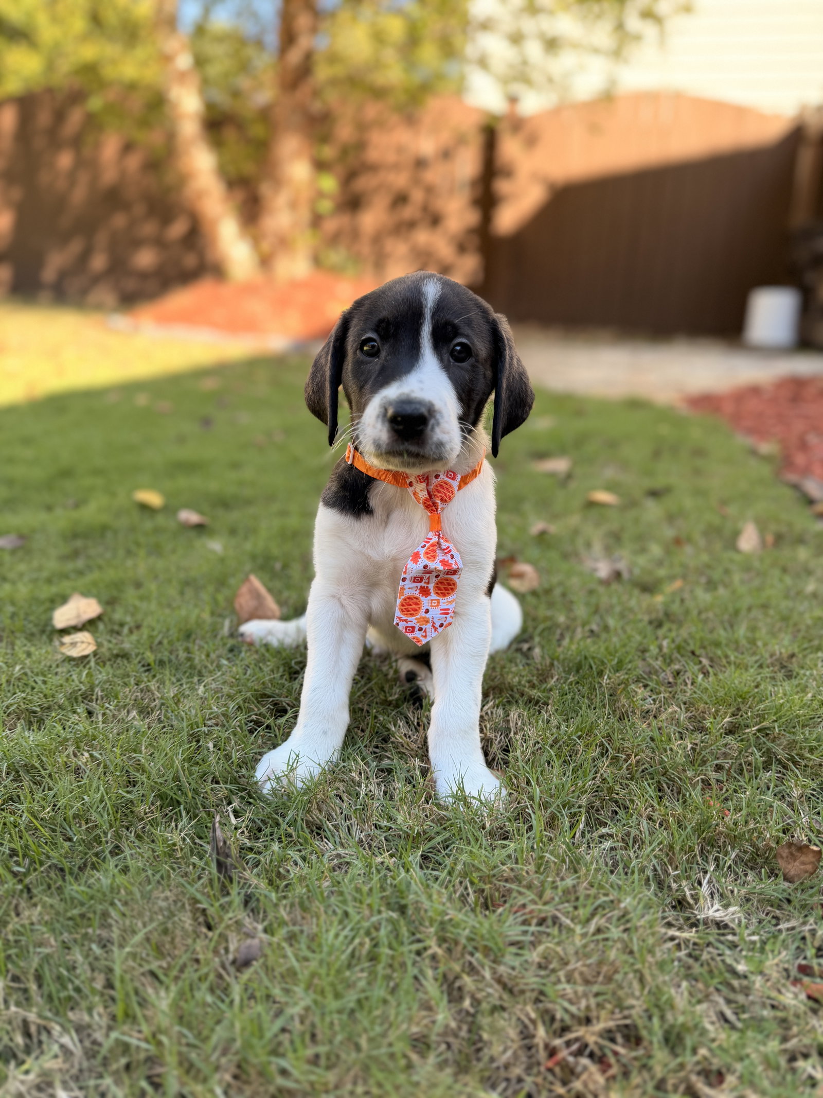 Chucky - Halloween Litter, photo 3