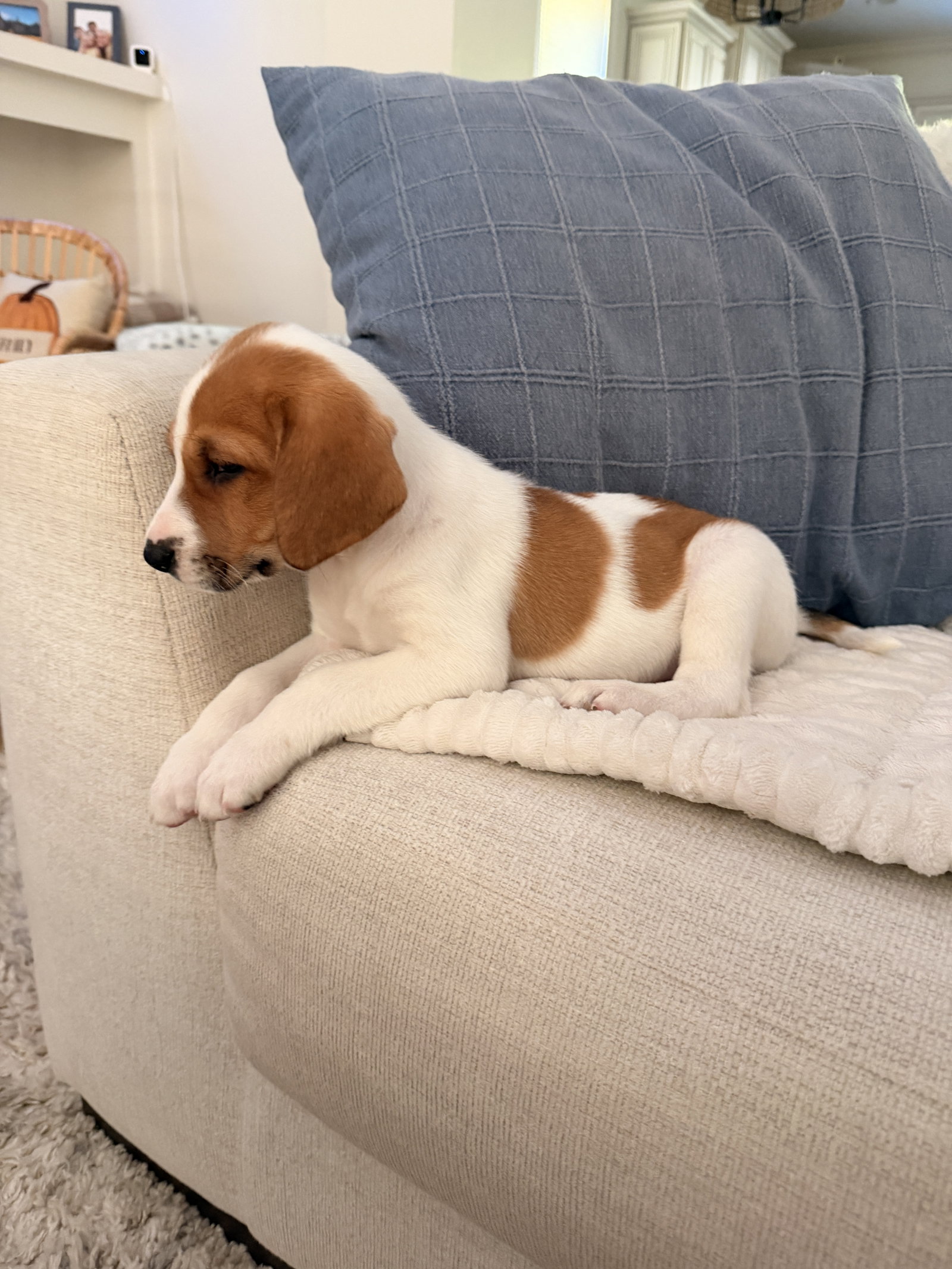 Glinda - Halloween Litter, photo 4