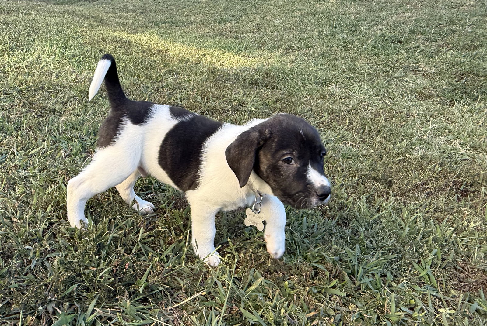 Hunter - Halloween Litter