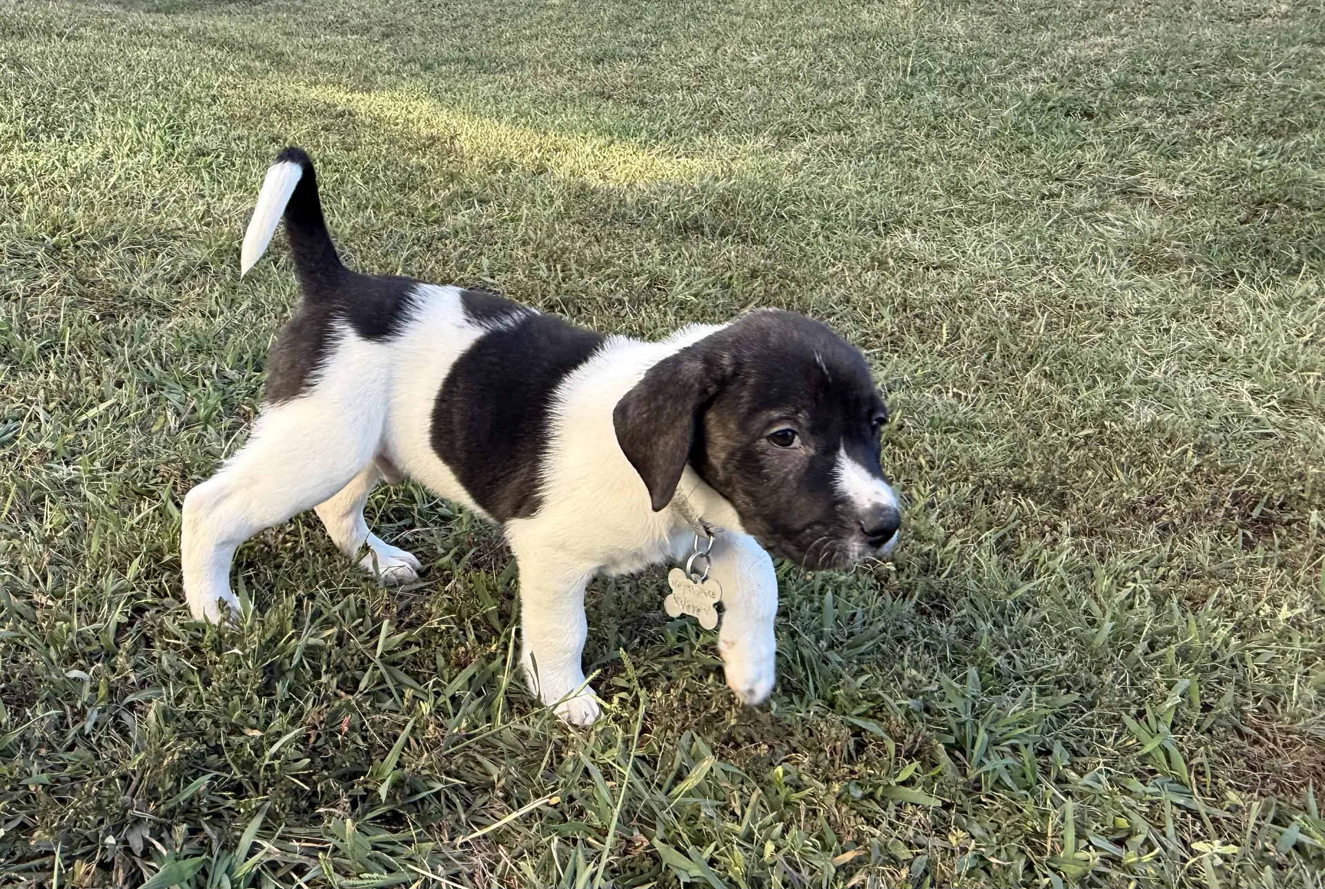 Hunter - Halloween Litter image 2
