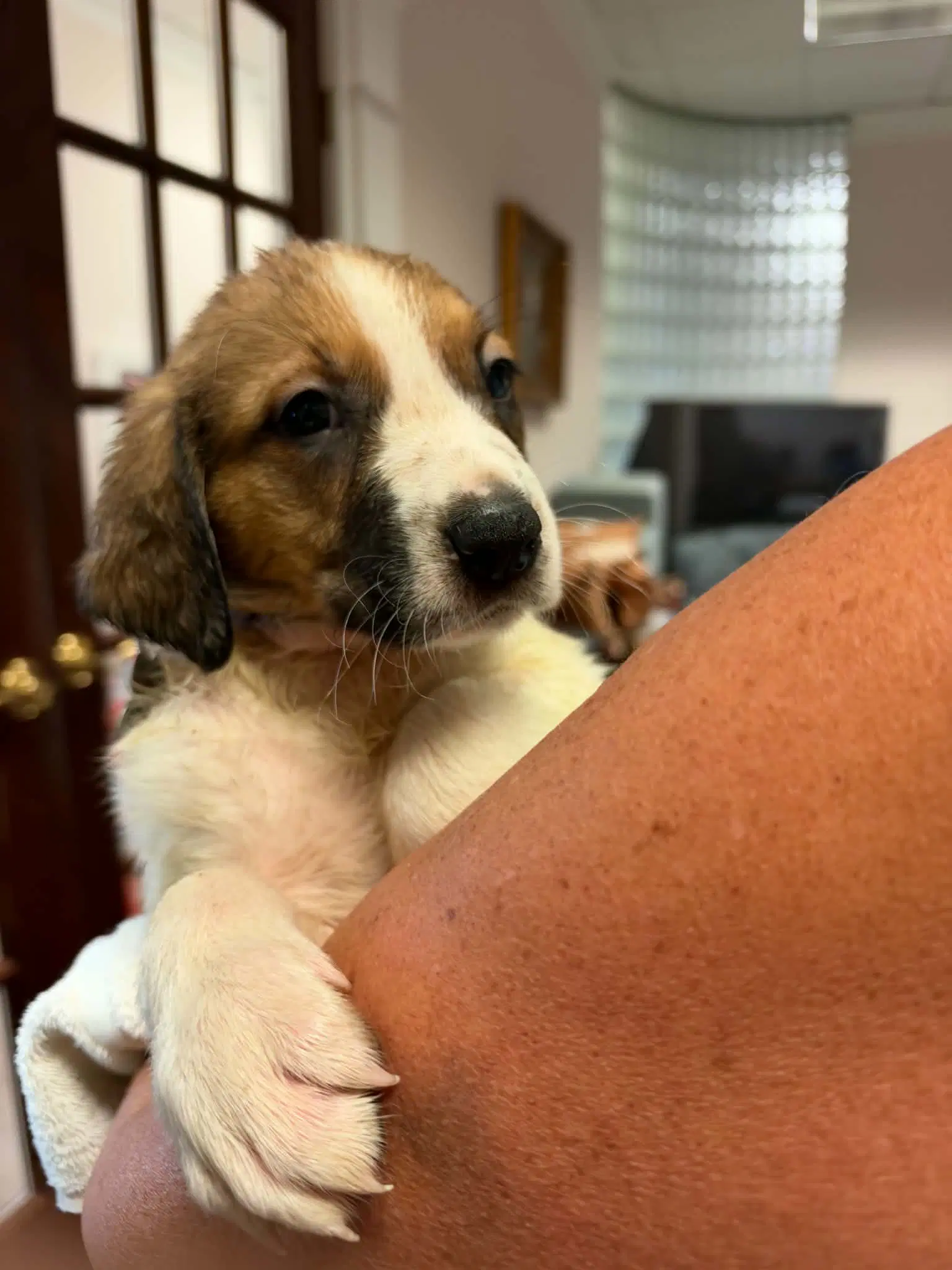 Ripley - Halloween Litter - Anatolian Shepherd