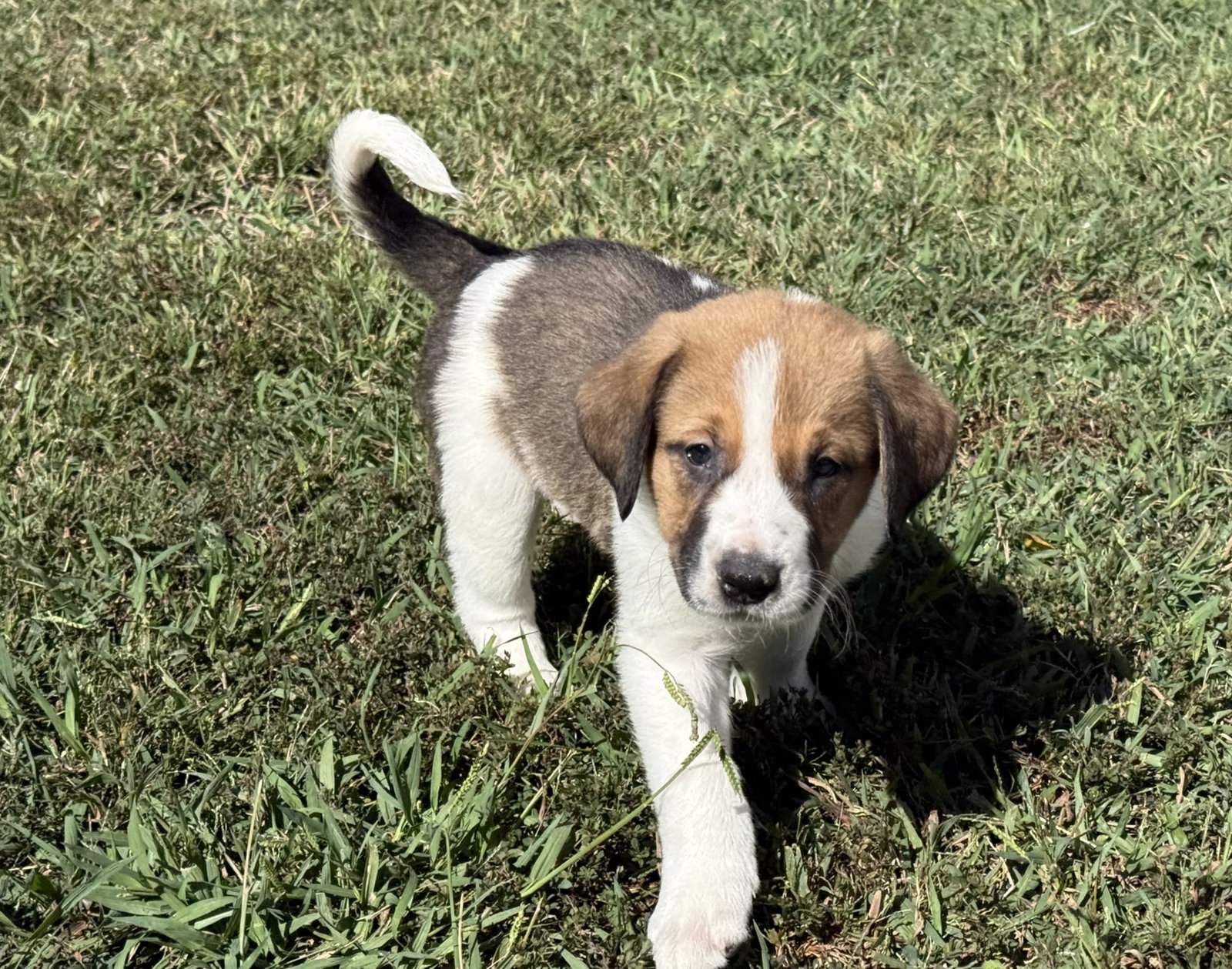Ripley - Halloween Litter