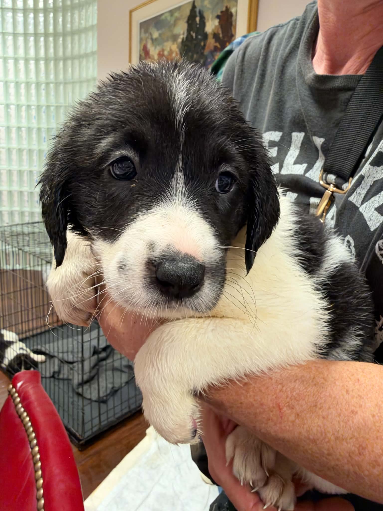 Blair - Halloween Litter - Anatolian Shepherd