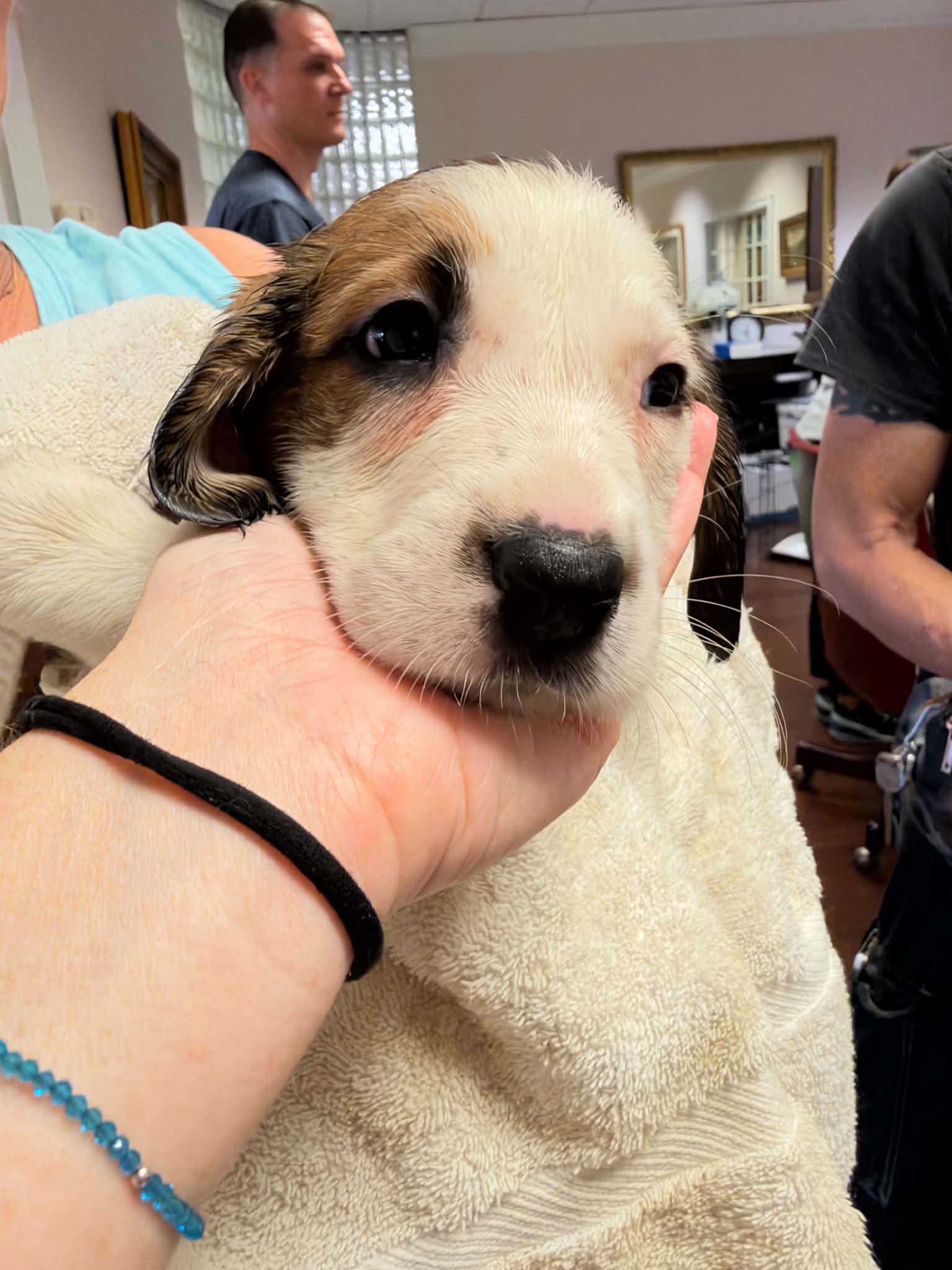 Ash - Halloween Litter - Anatolian Shepherd