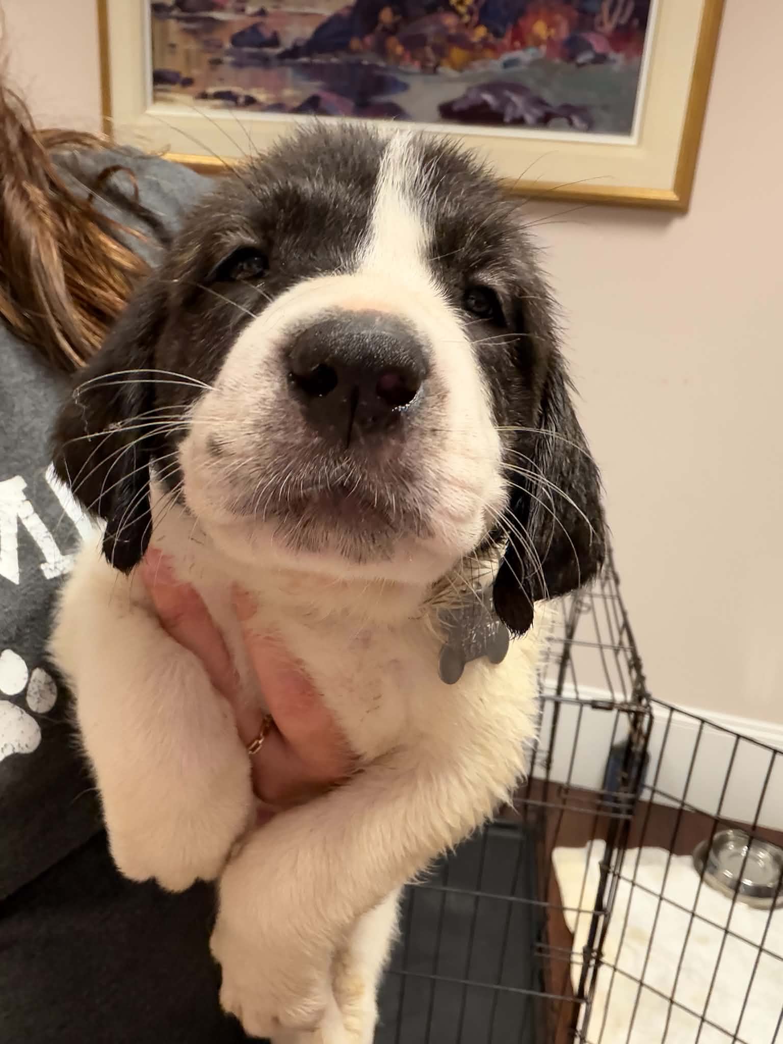 Casper - Halloween Litter