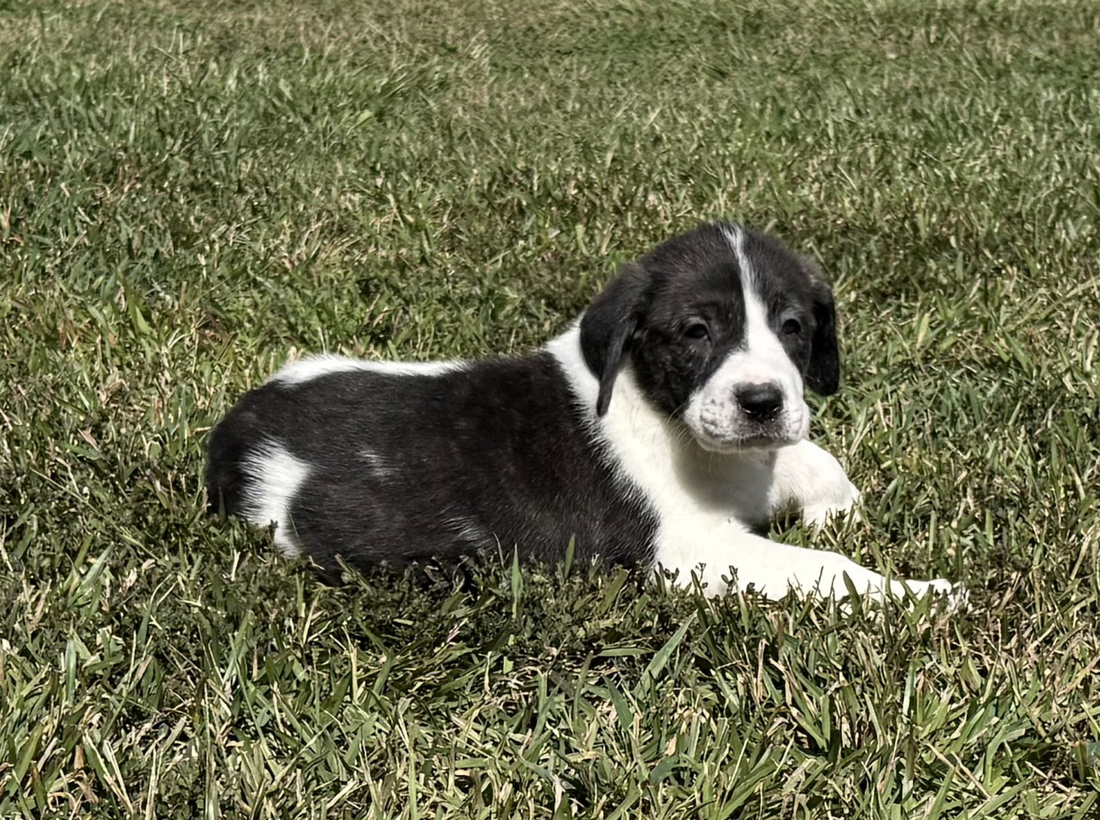 Casper - Halloween Litter