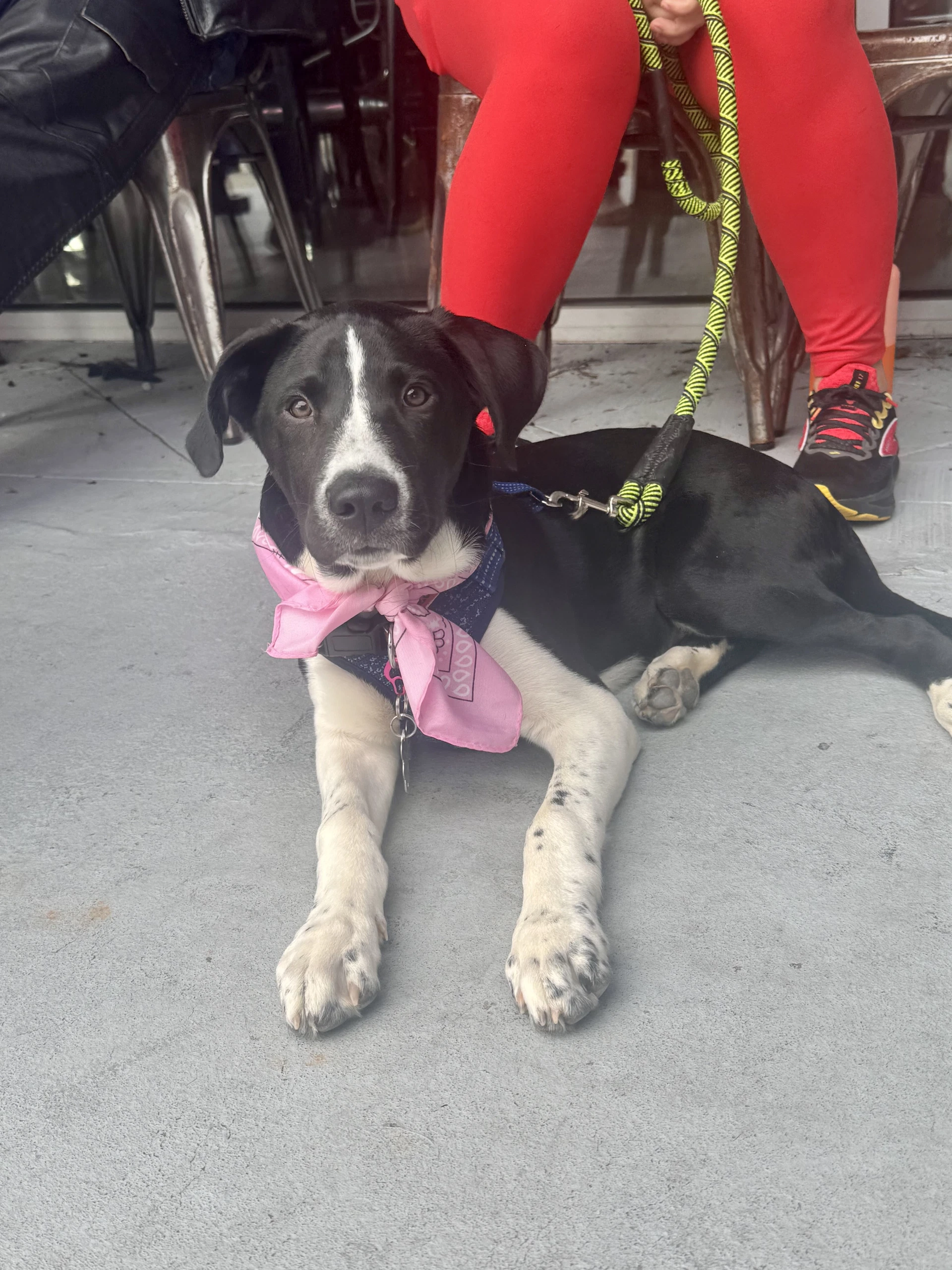 Roscoe