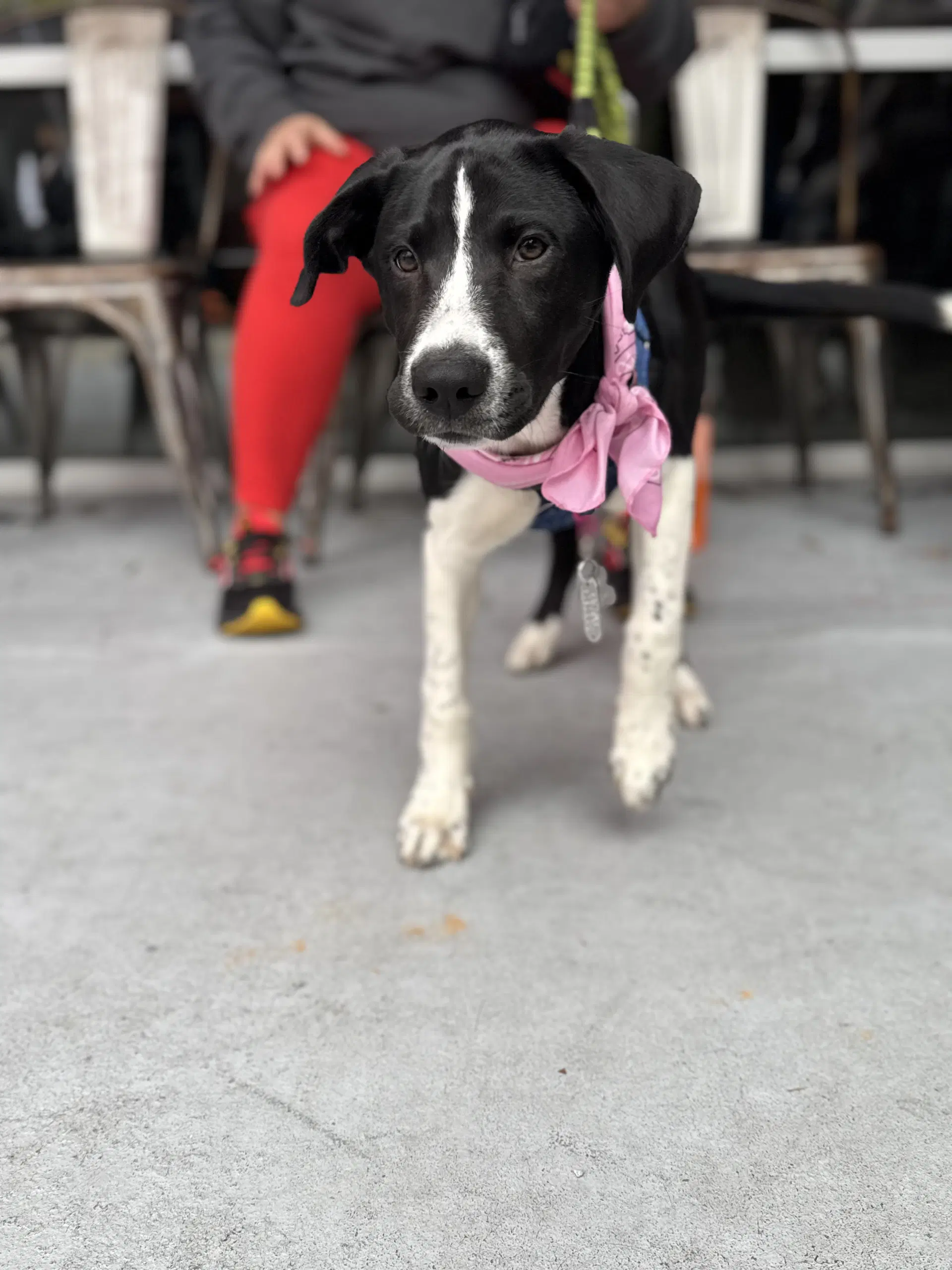 Roscoe image 2