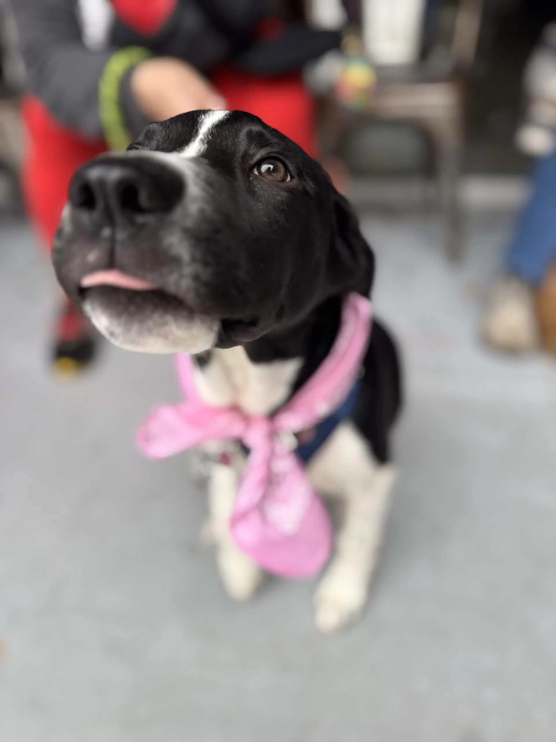 Roscoe image 3