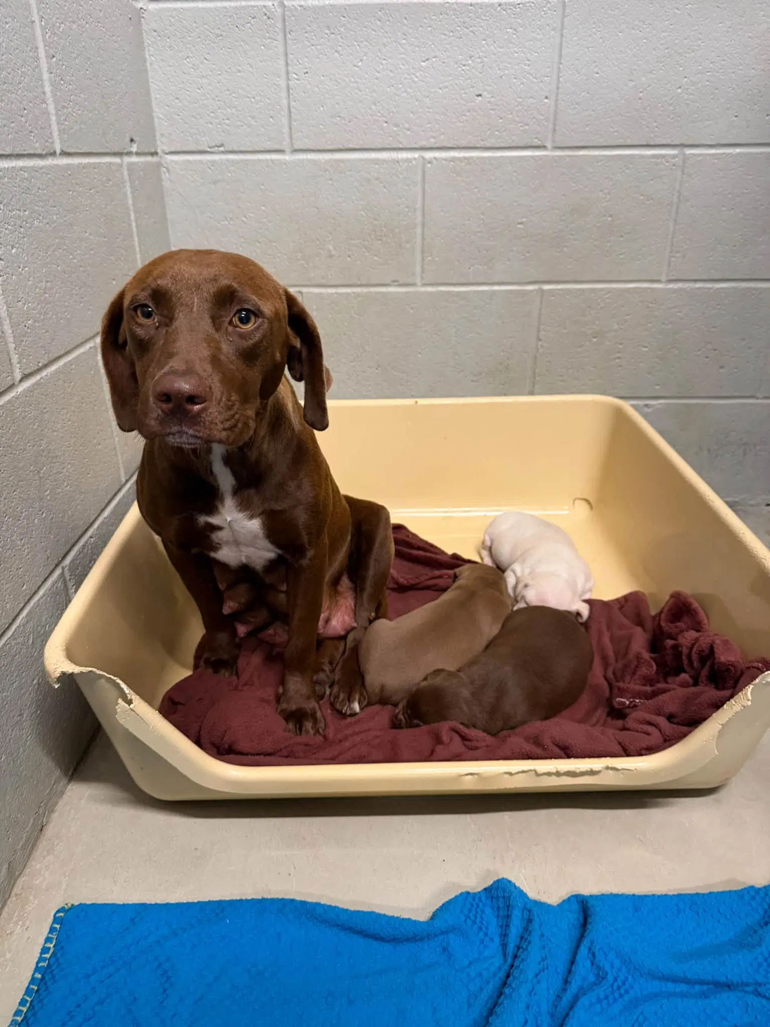Mama Graham - Chocolate Labrador Retriever