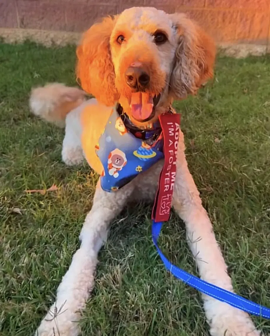 Pippen - Golden Retriever