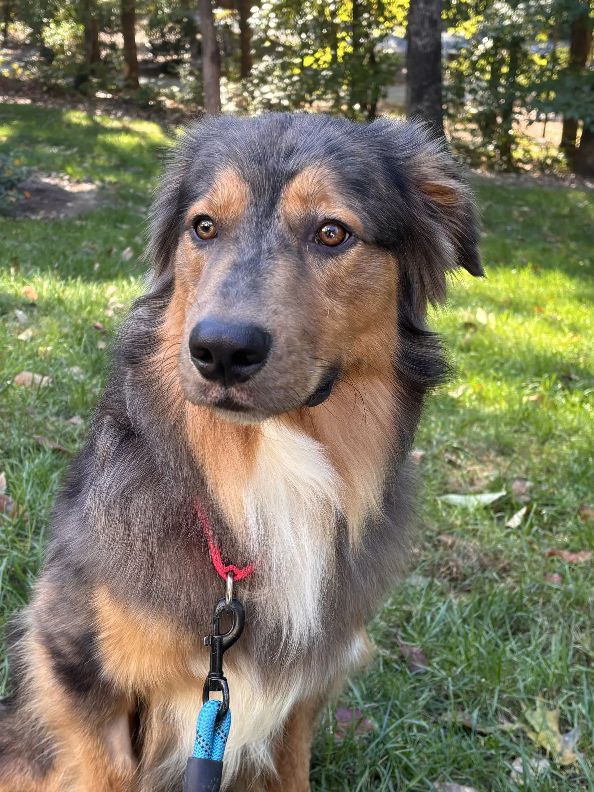 Loki - Australian Shepherd
