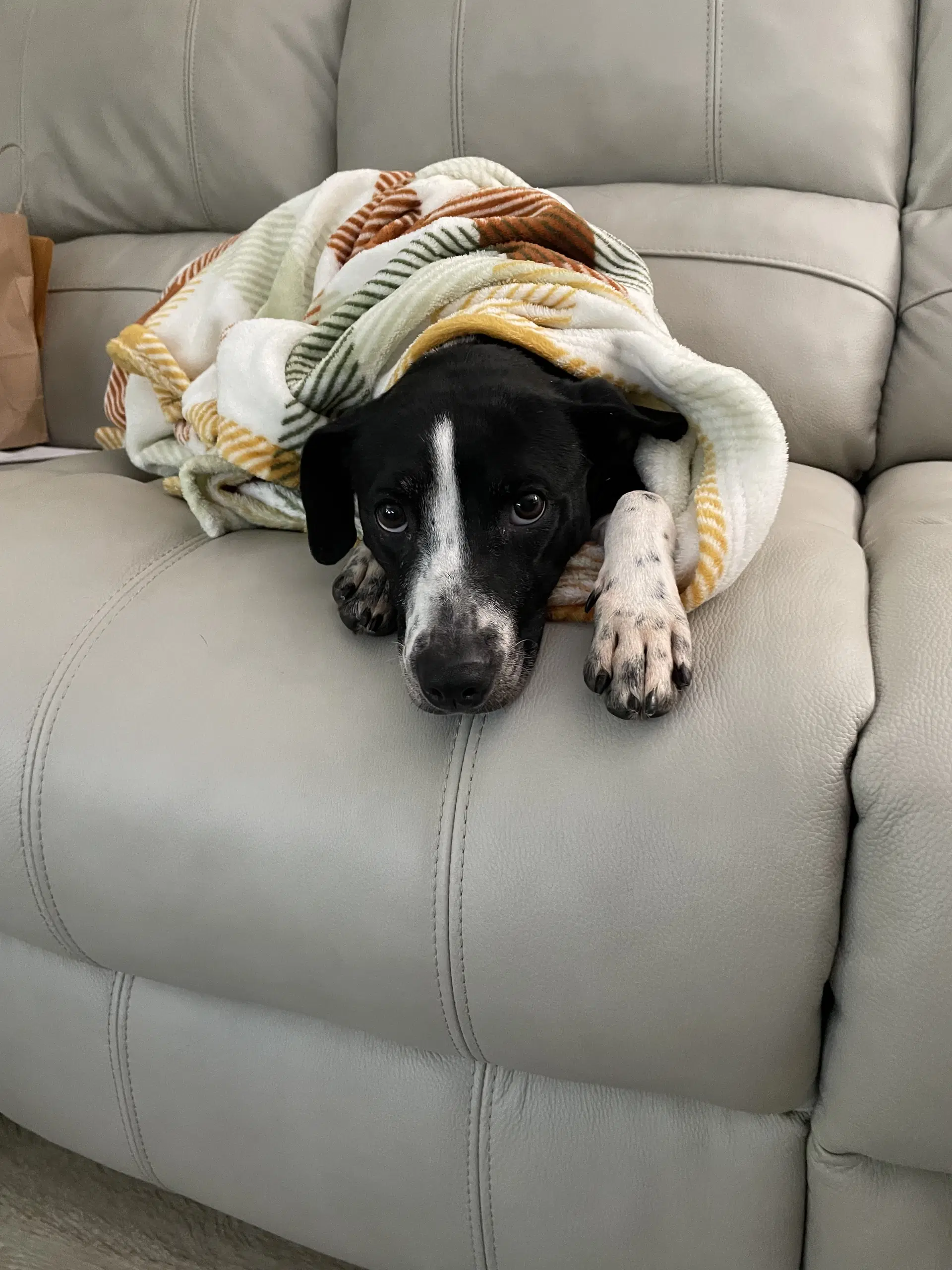 Zoey - Labrador Retriever