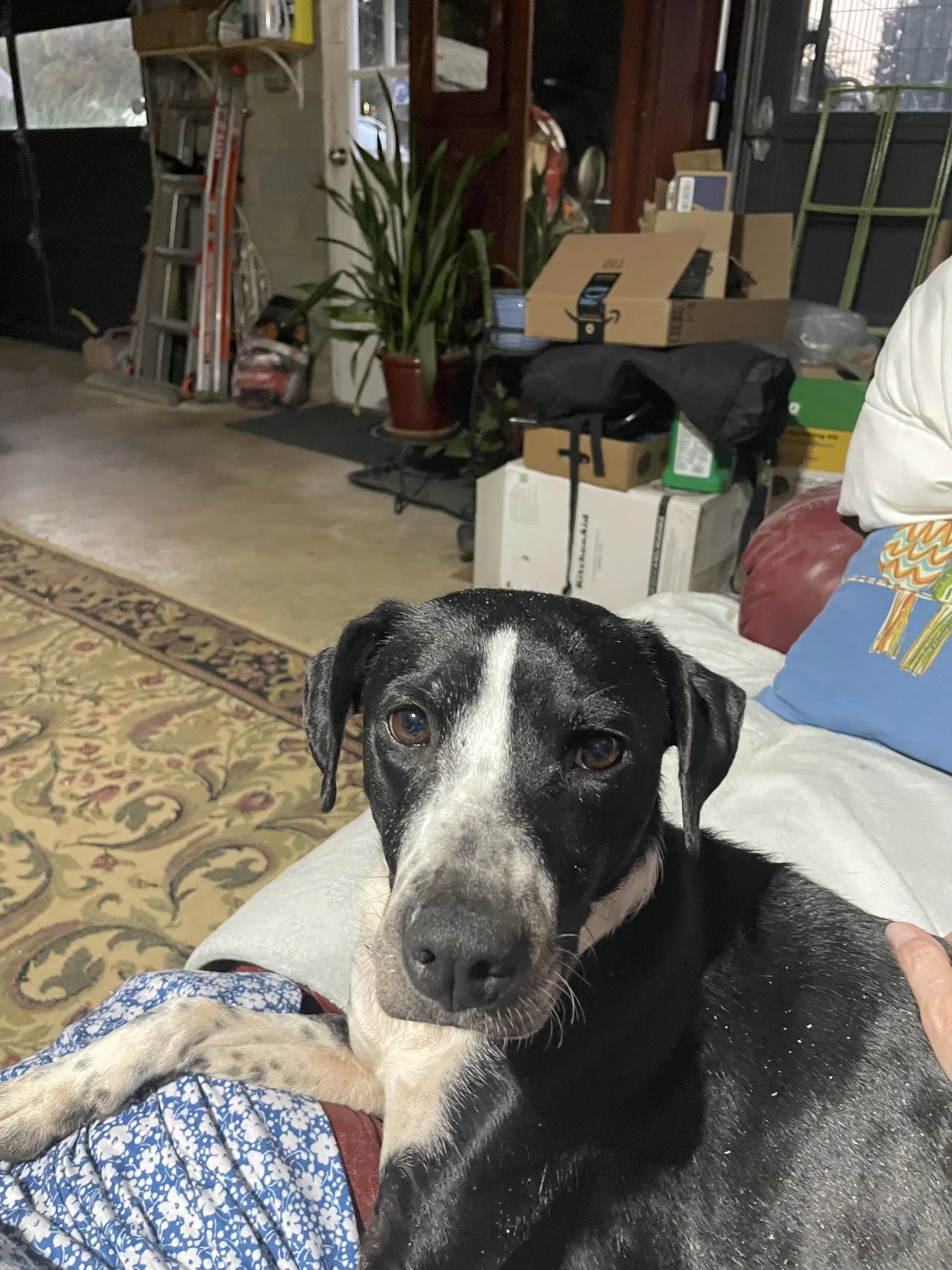 Zoey image 2