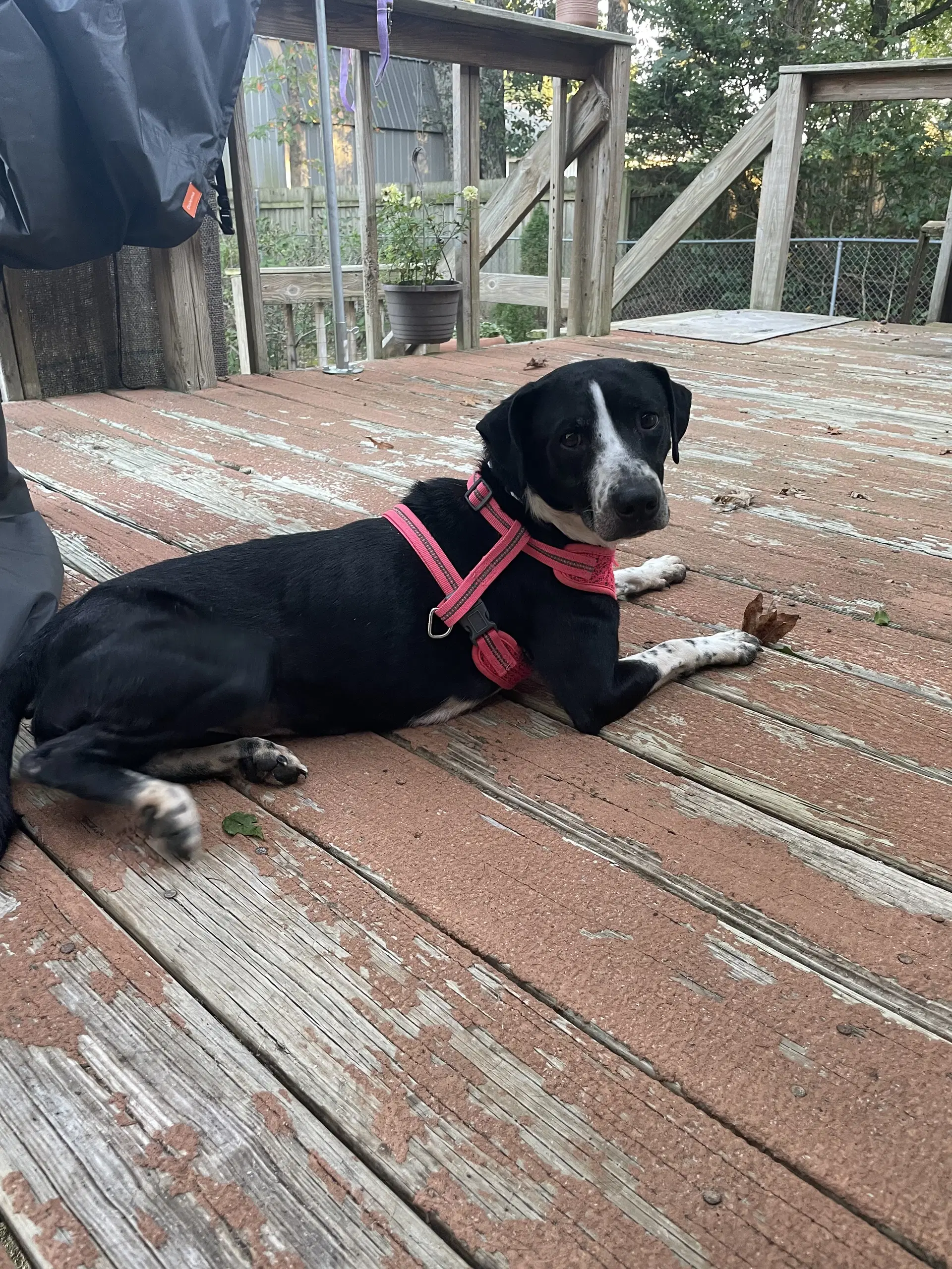 Zoey image 3