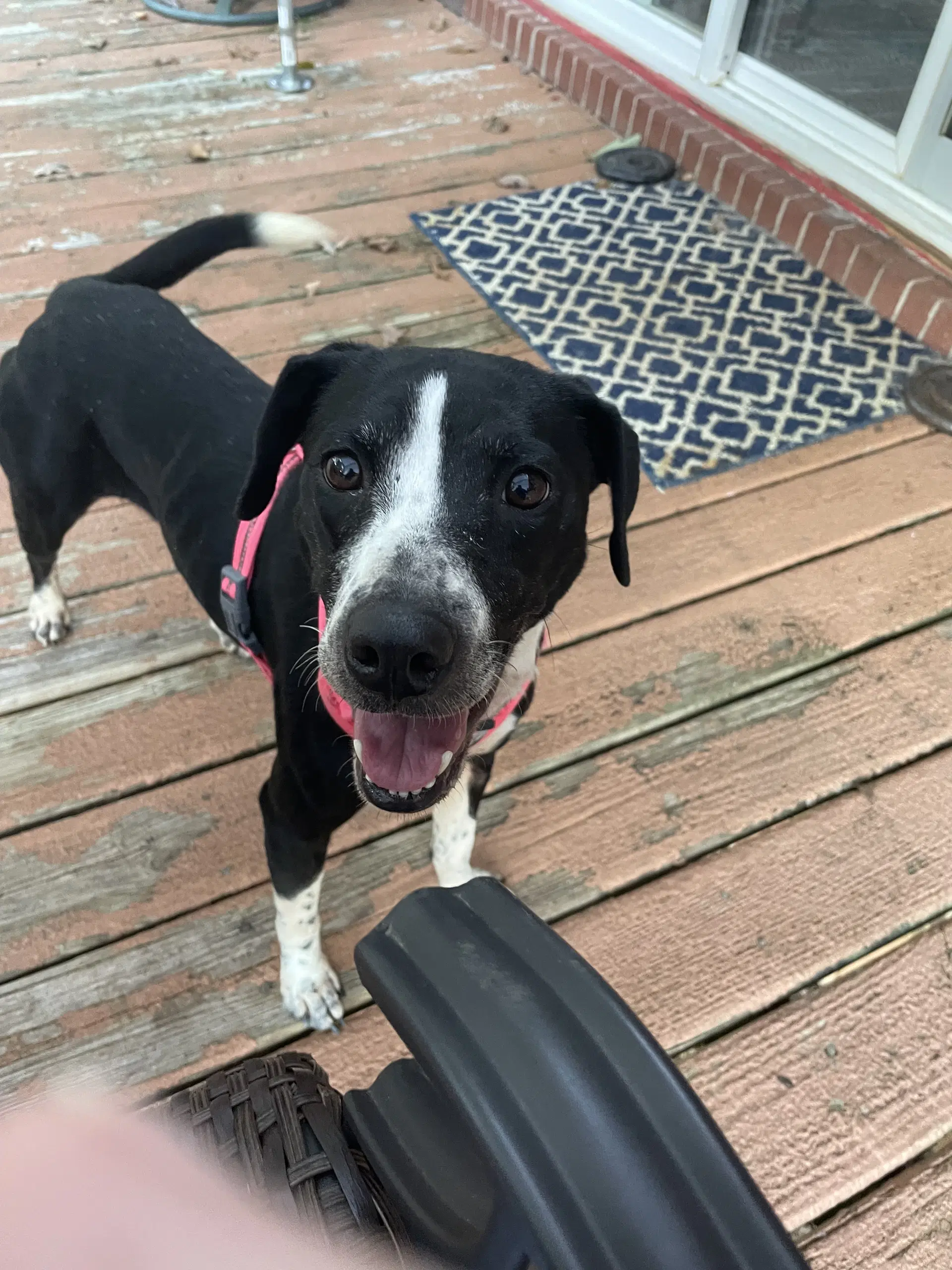 Zoey image 4