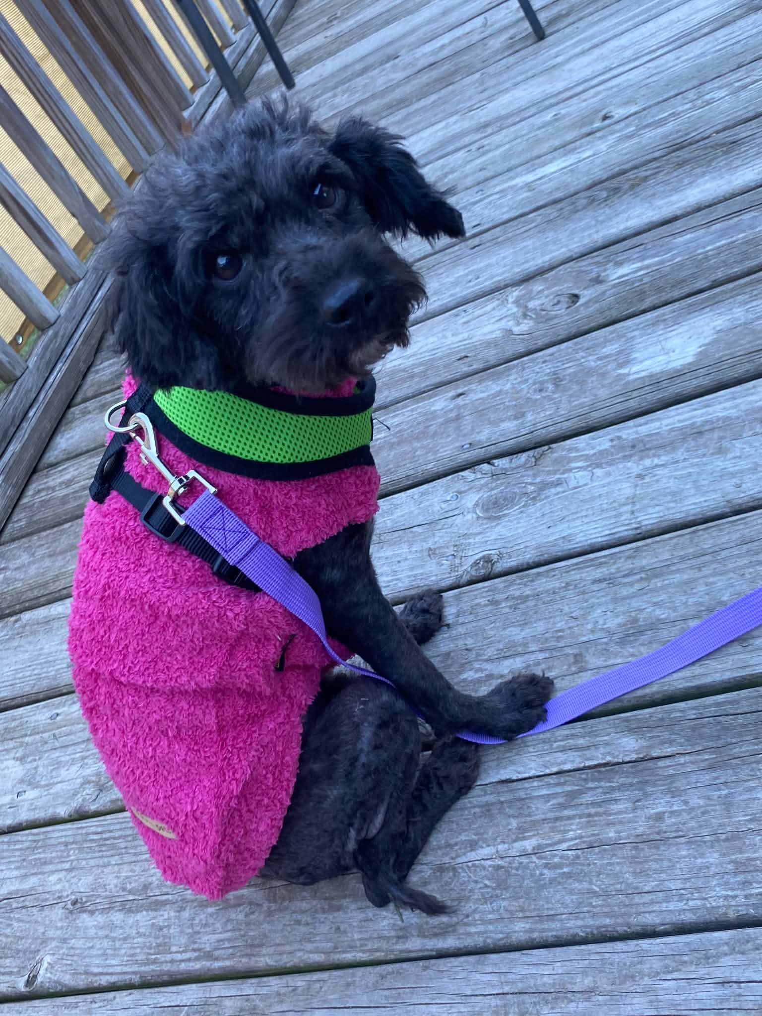 Poodlie