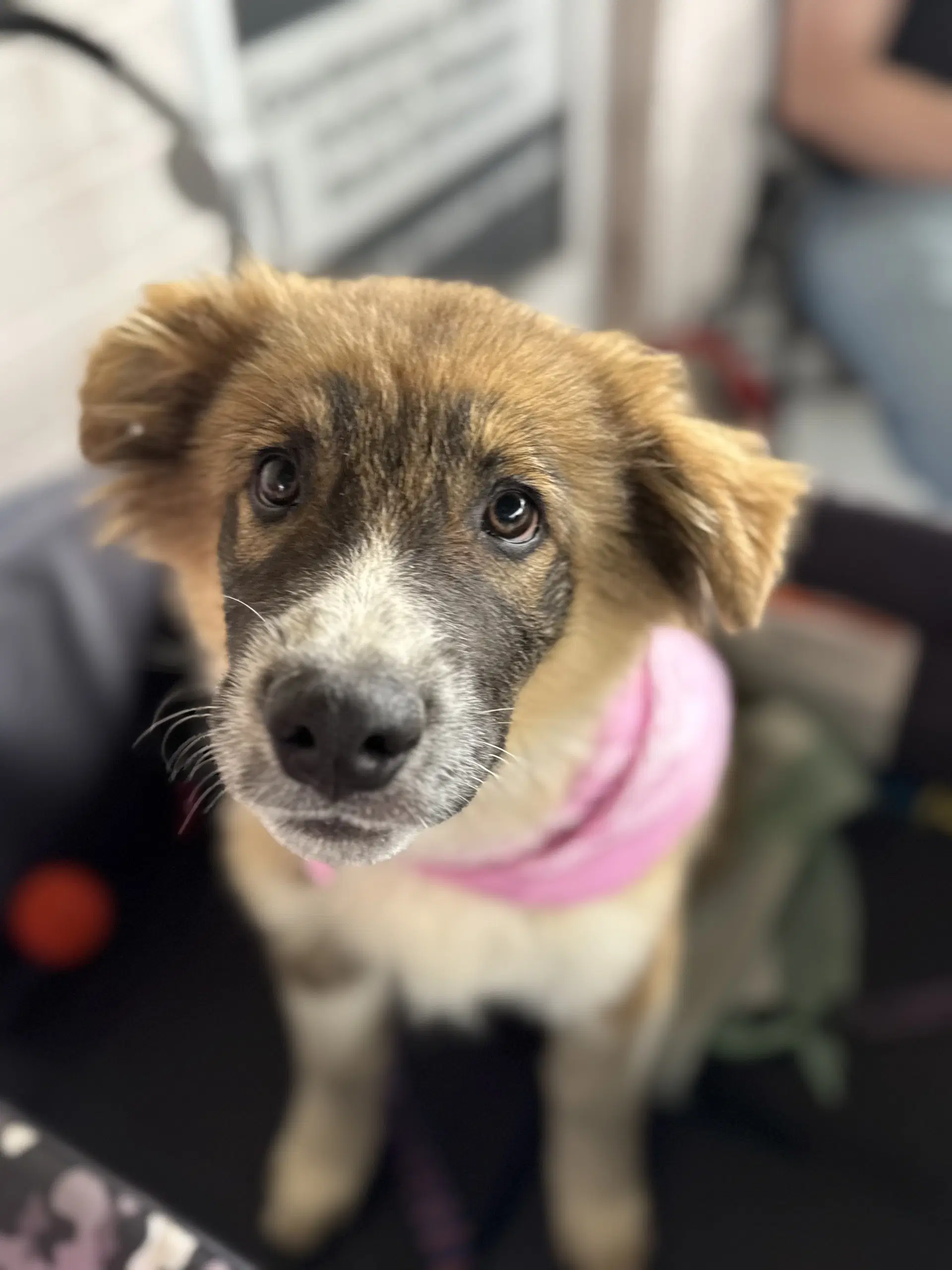 Bandit - Shepherd
