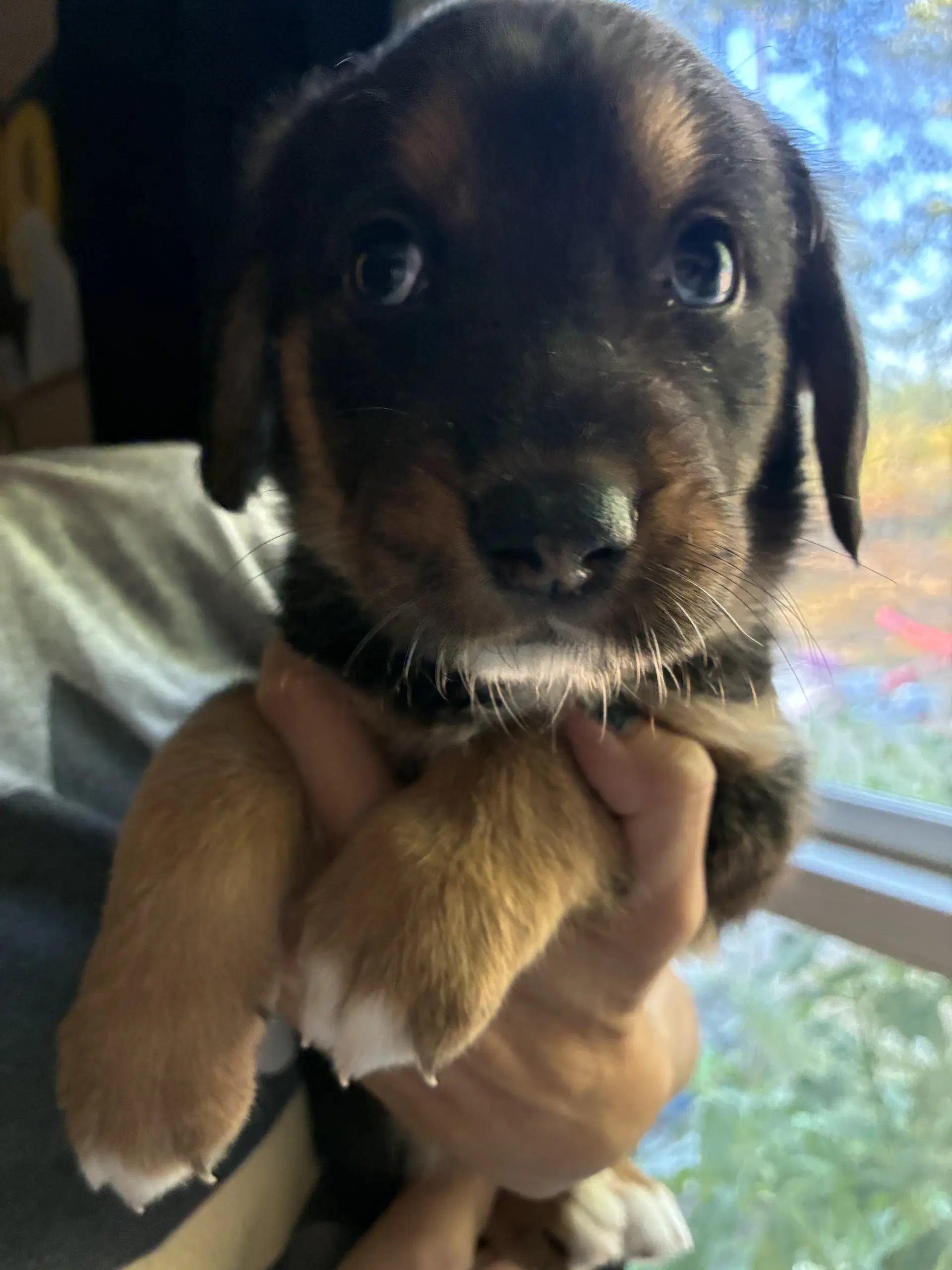 Miney - Brinleys Litter image 2