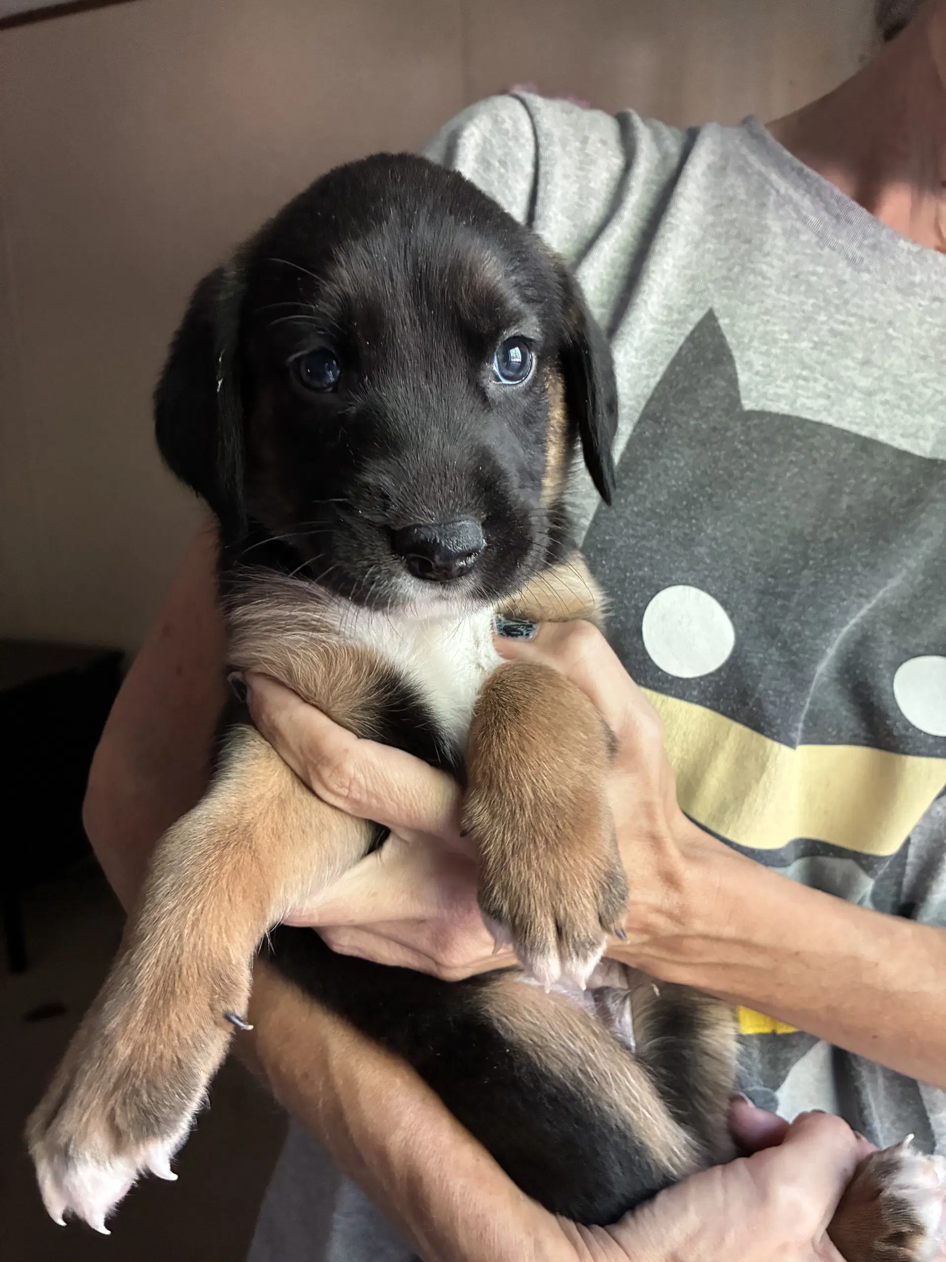 Eeney - Brinleys Litter - Coonhound