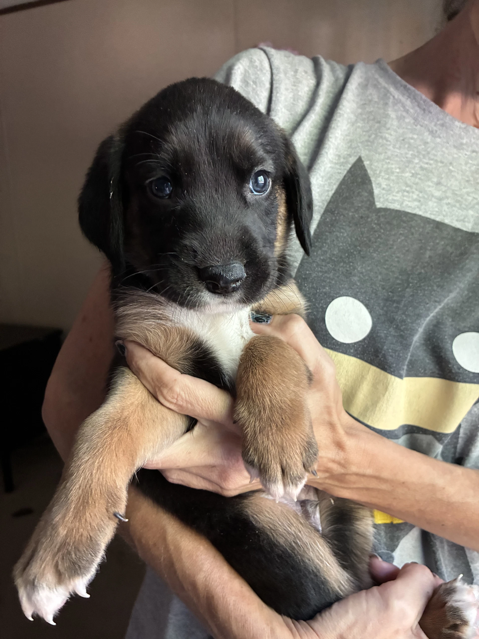 Eeney - Brinleys Litter
