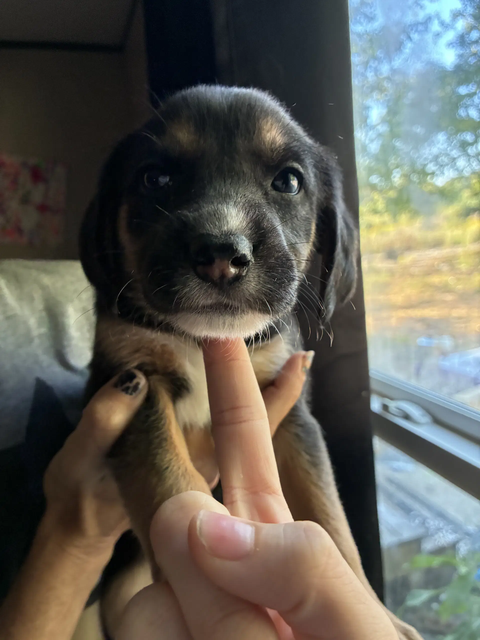 Meeny - Brinleys Litter - Coonhound