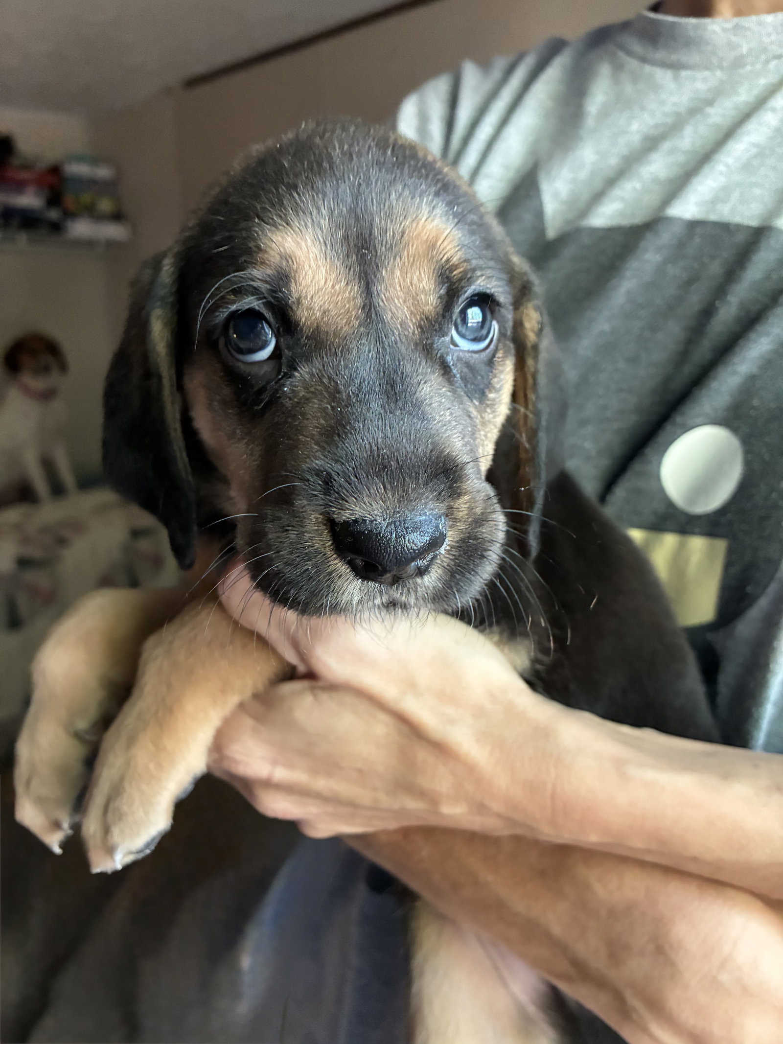 Moe - Brinley's Litter