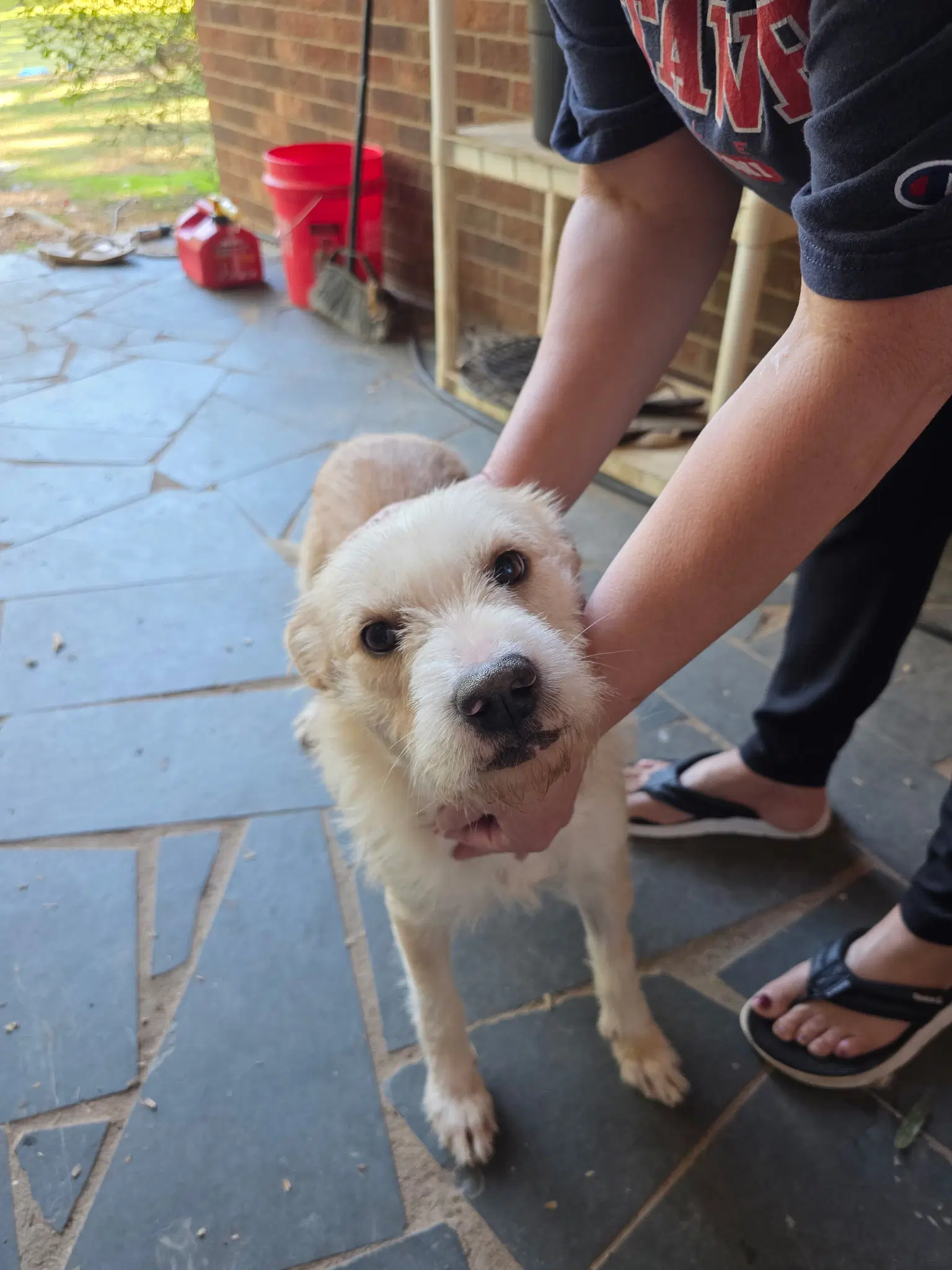 Blanche - Terrier