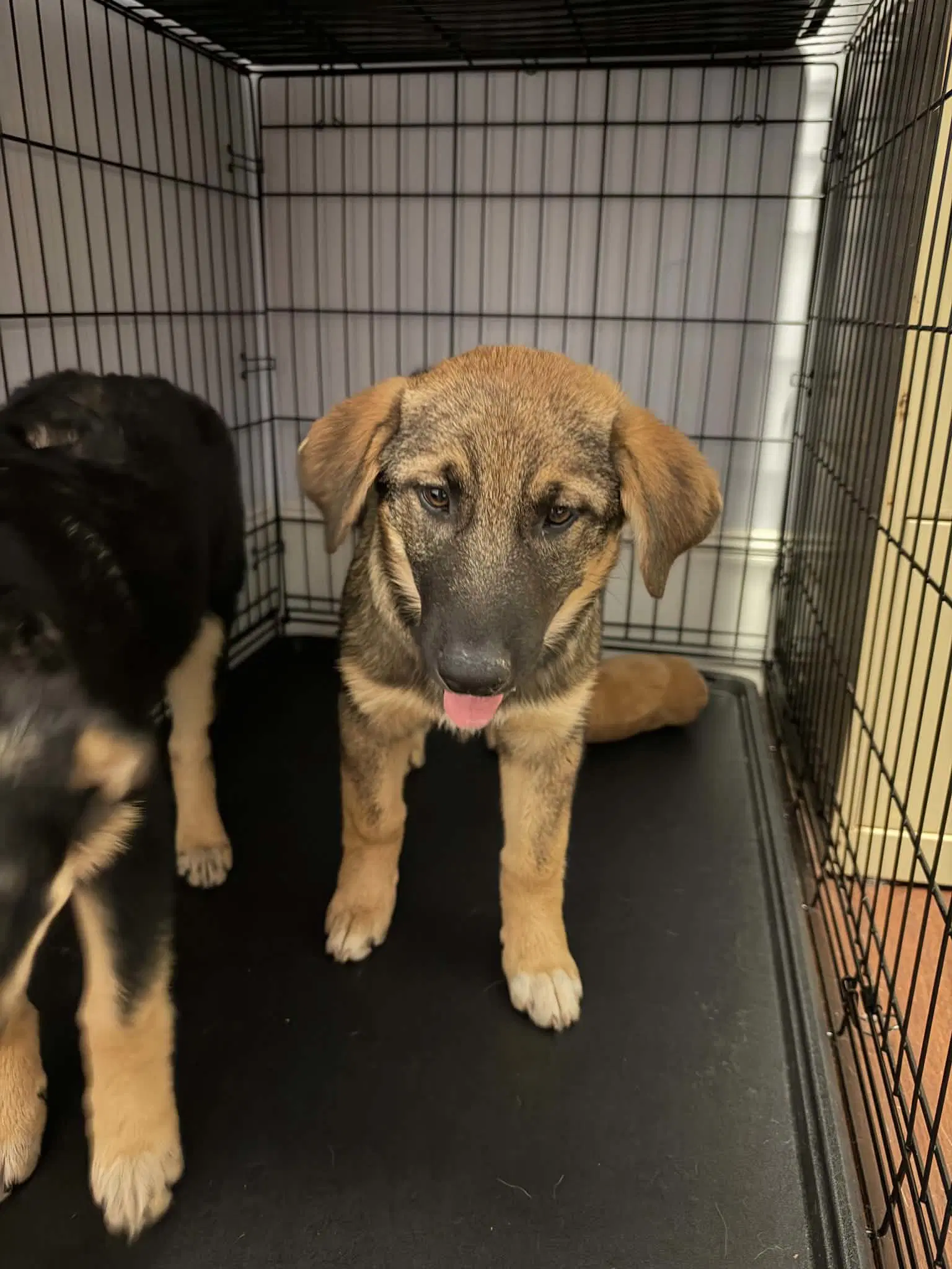 Stormy - German Shepherd Dog