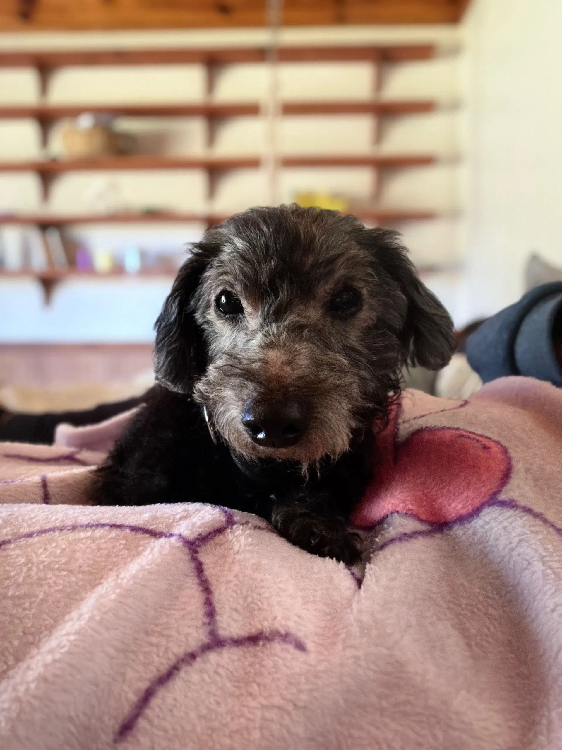Sammie - Dachshund