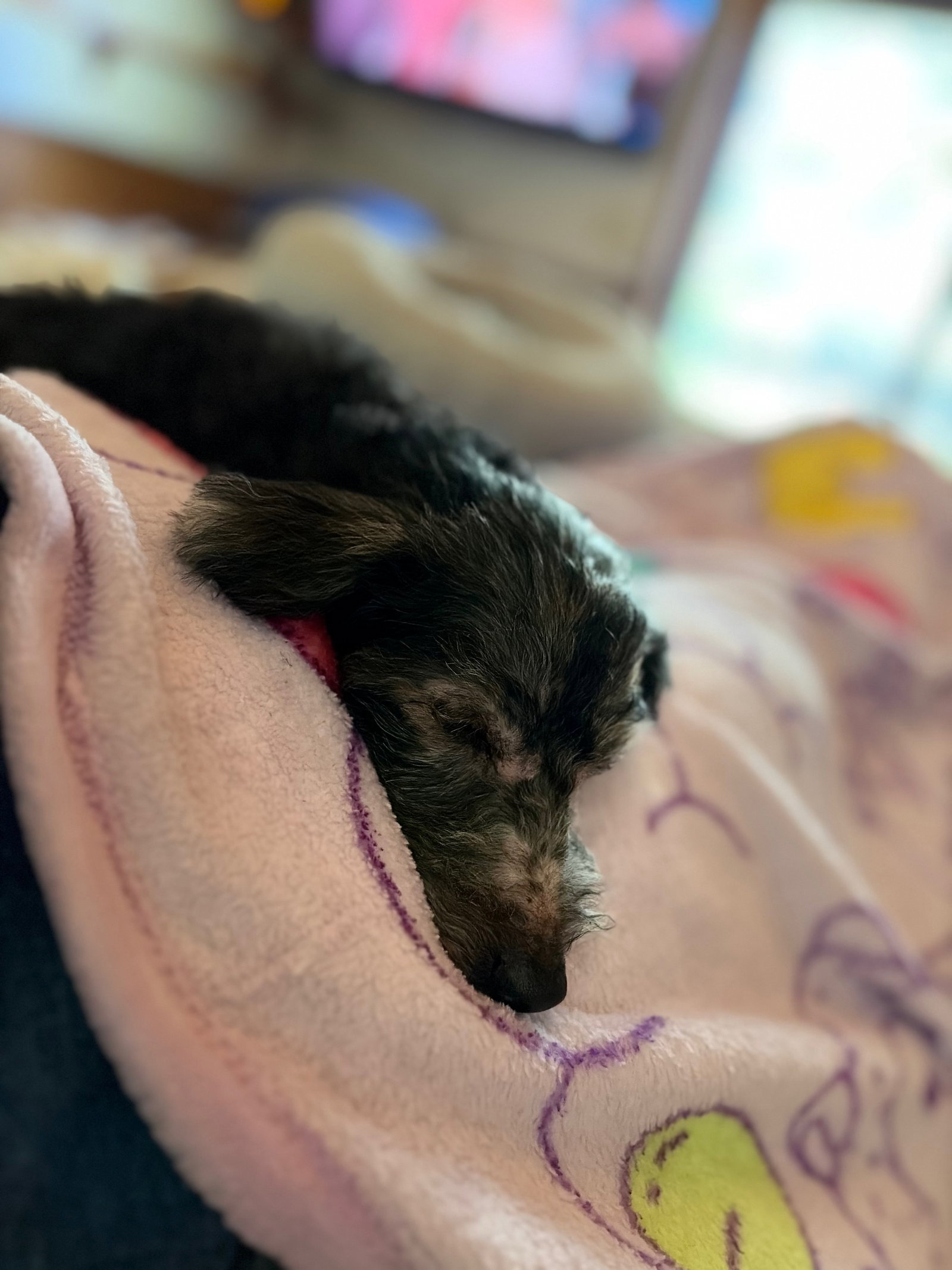 Sammie, photo 4