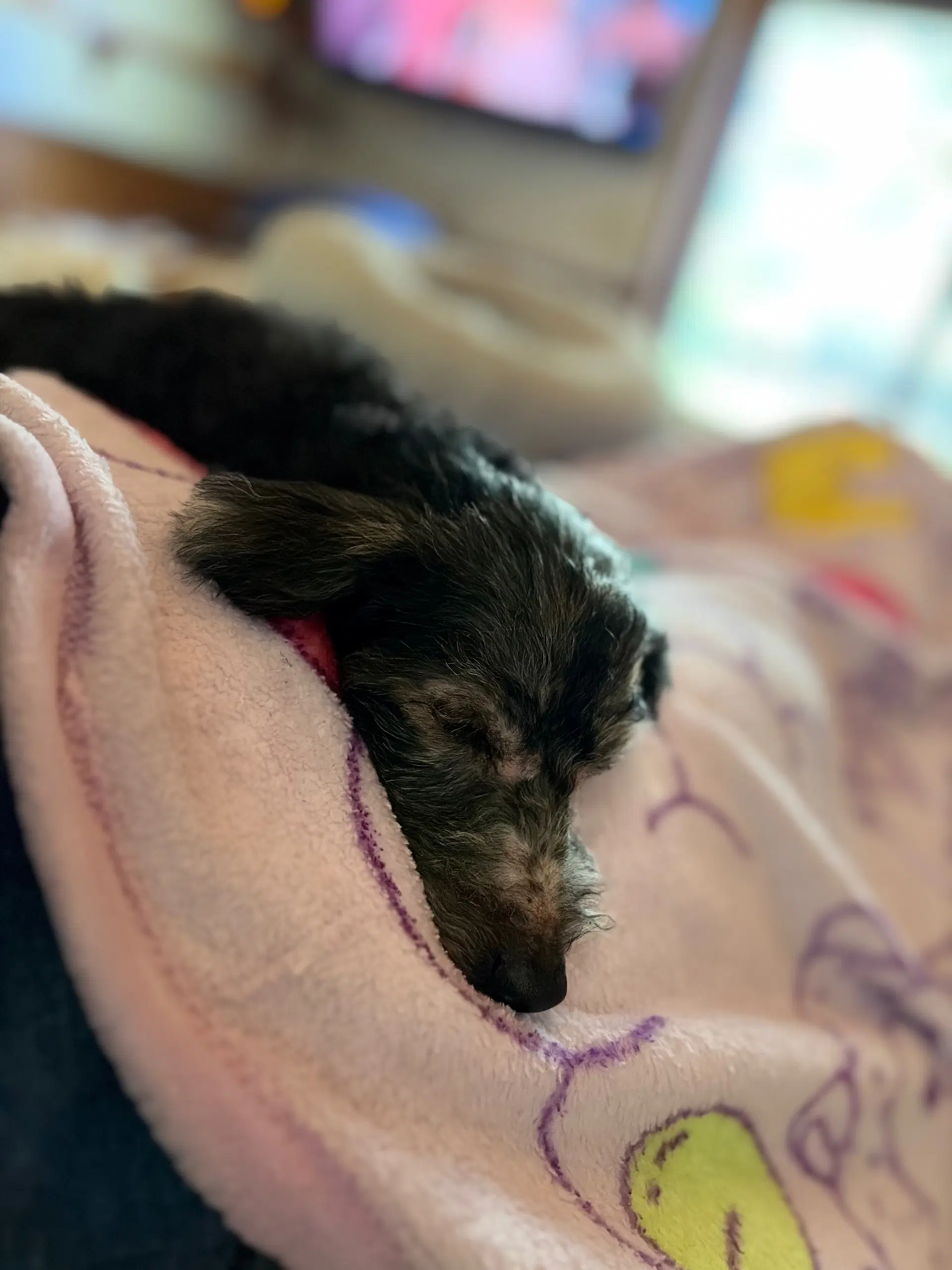 Sammie image 4