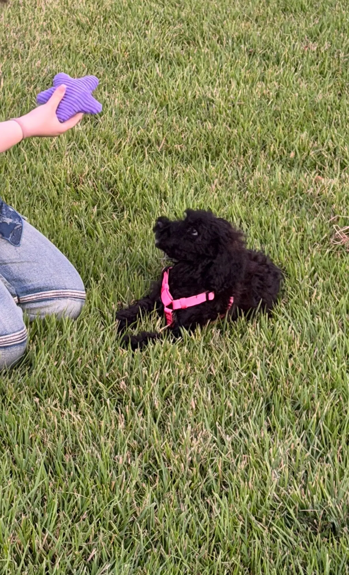 Koko - Schnauzer