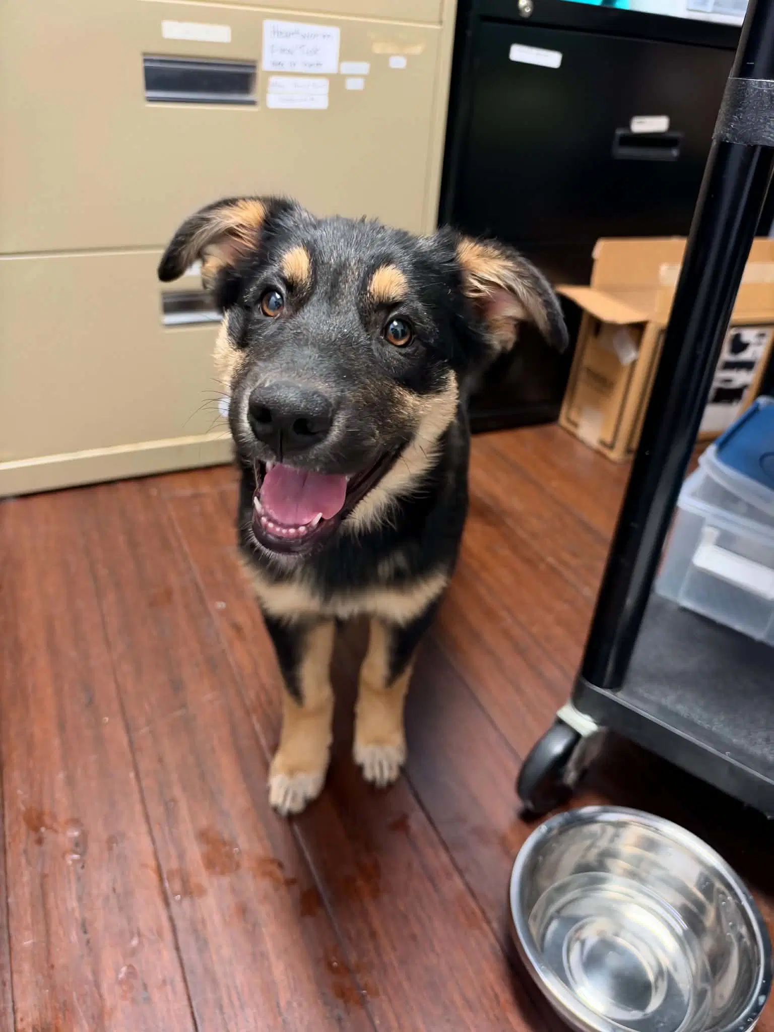 Gloria - German Shepherd Dog