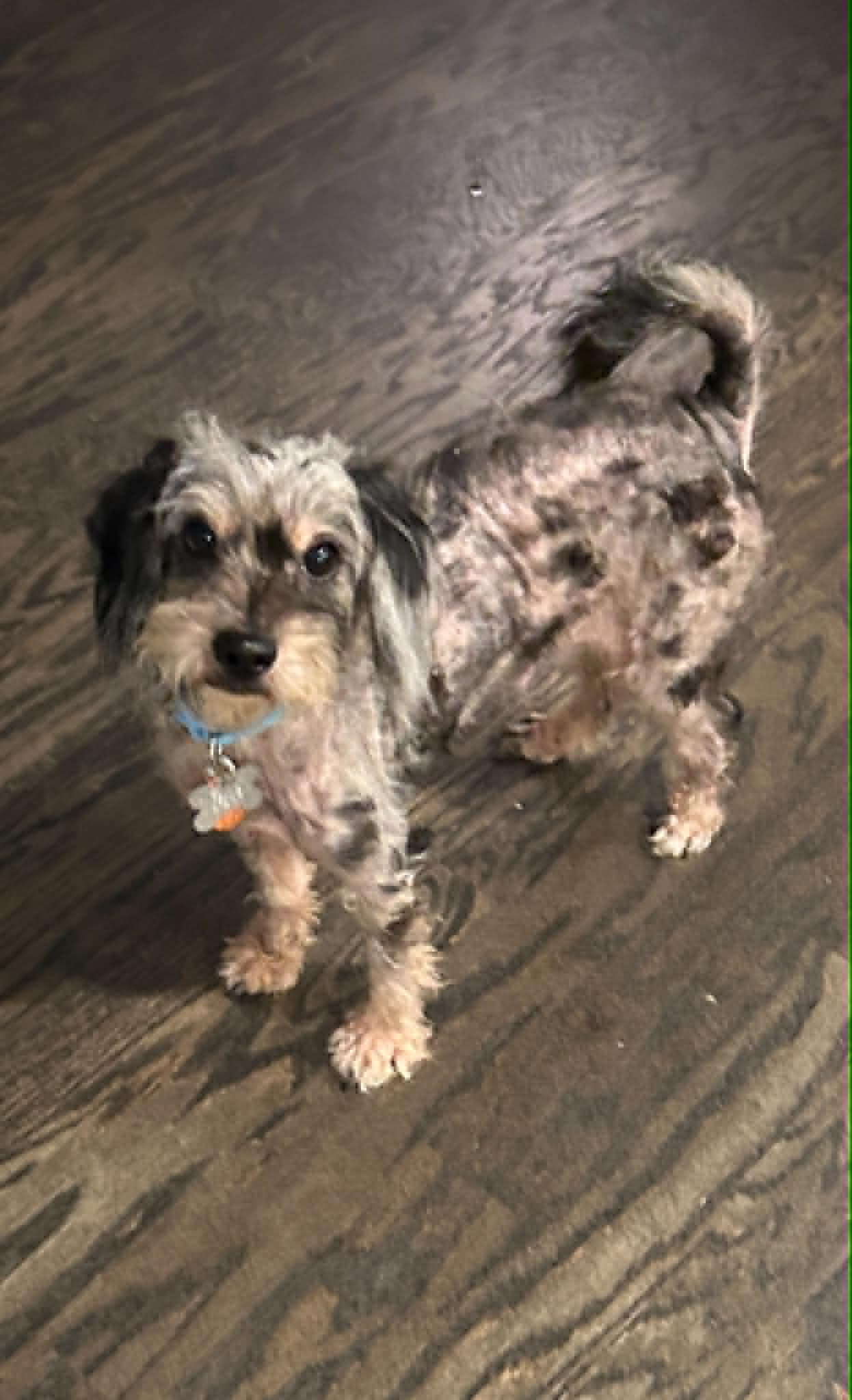 Jirmit - Poodle (Miniature)