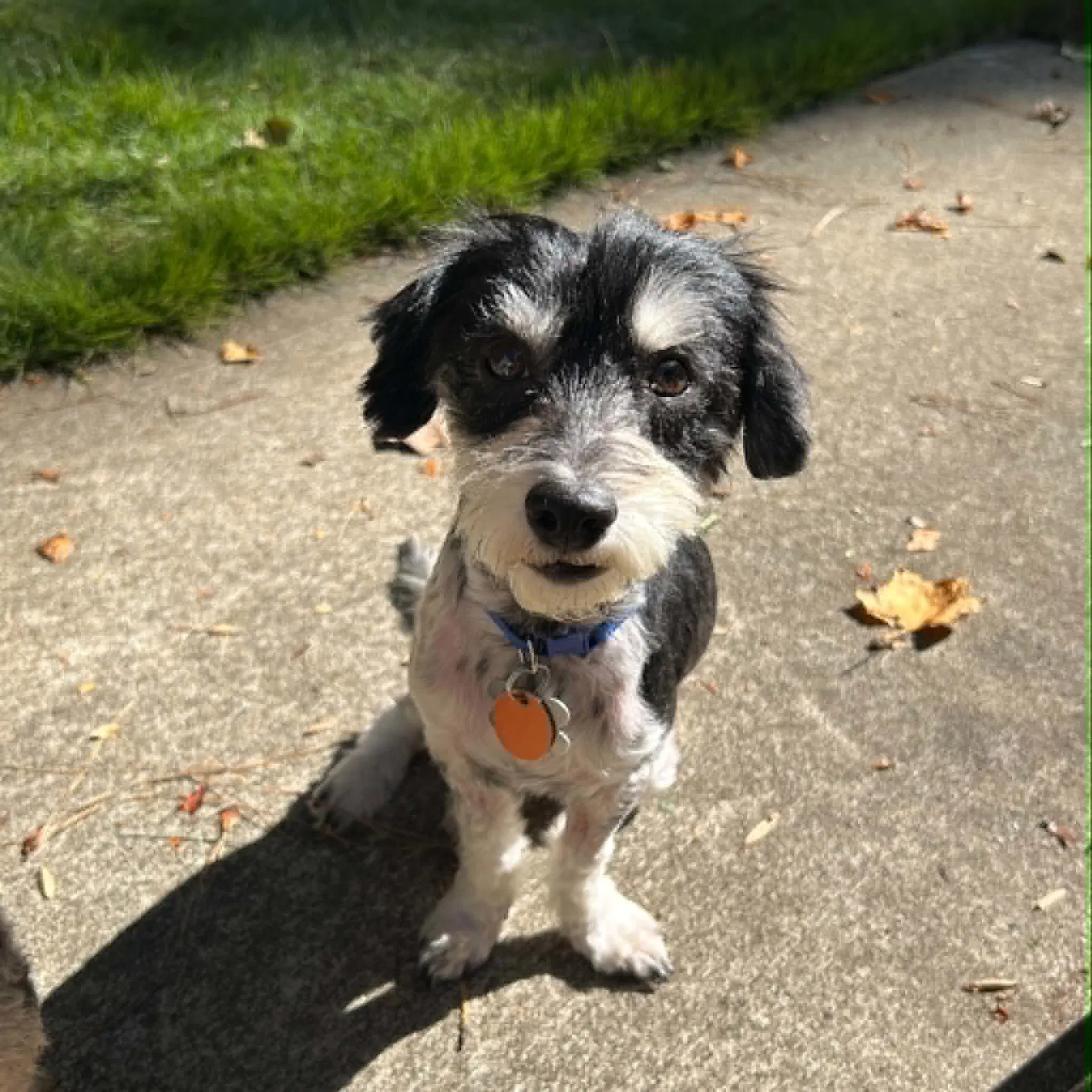 Rocky The Poodle - Poodle (Miniature)