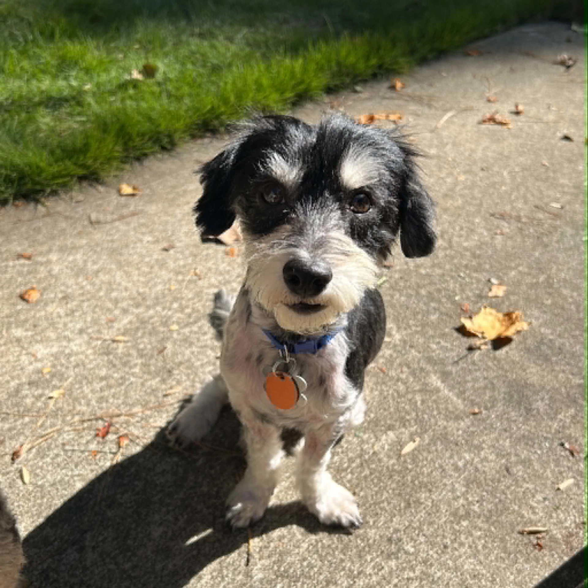 Rocky The Poodle