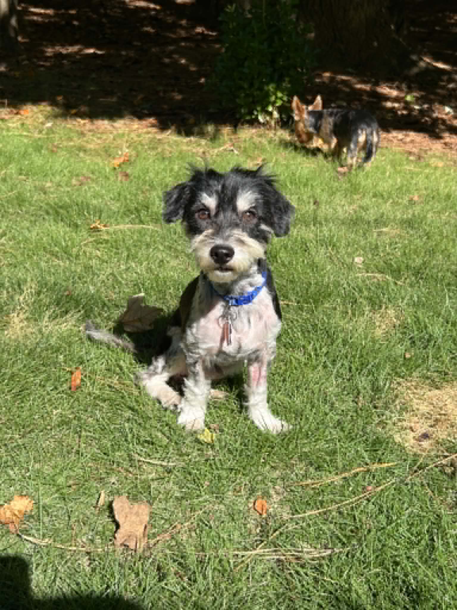 Rocky The Poodle image 3