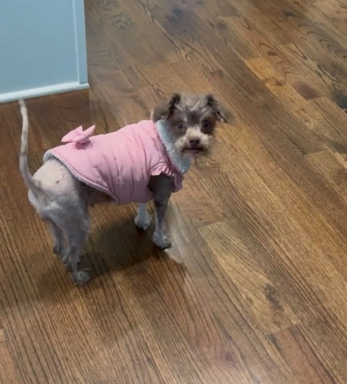Brownie - Poodle (Miniature)